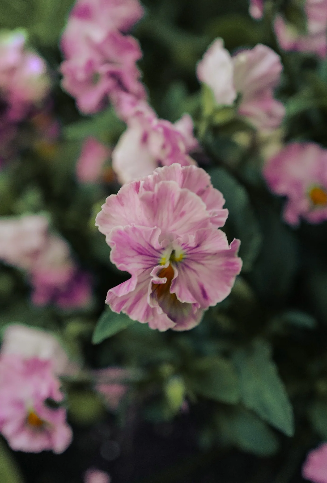 Chianti Viola Pansy8.jpg