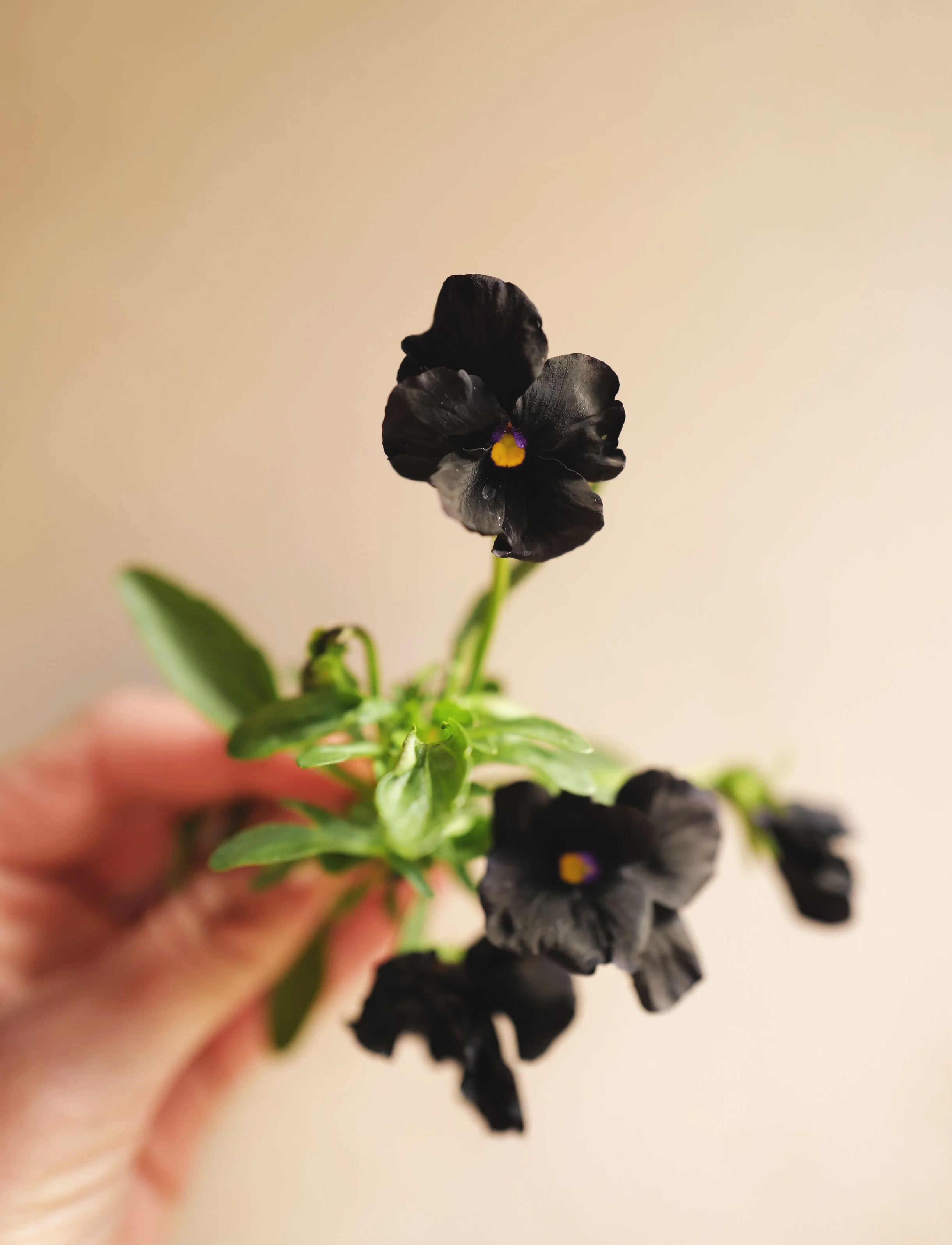 black+pansy.png