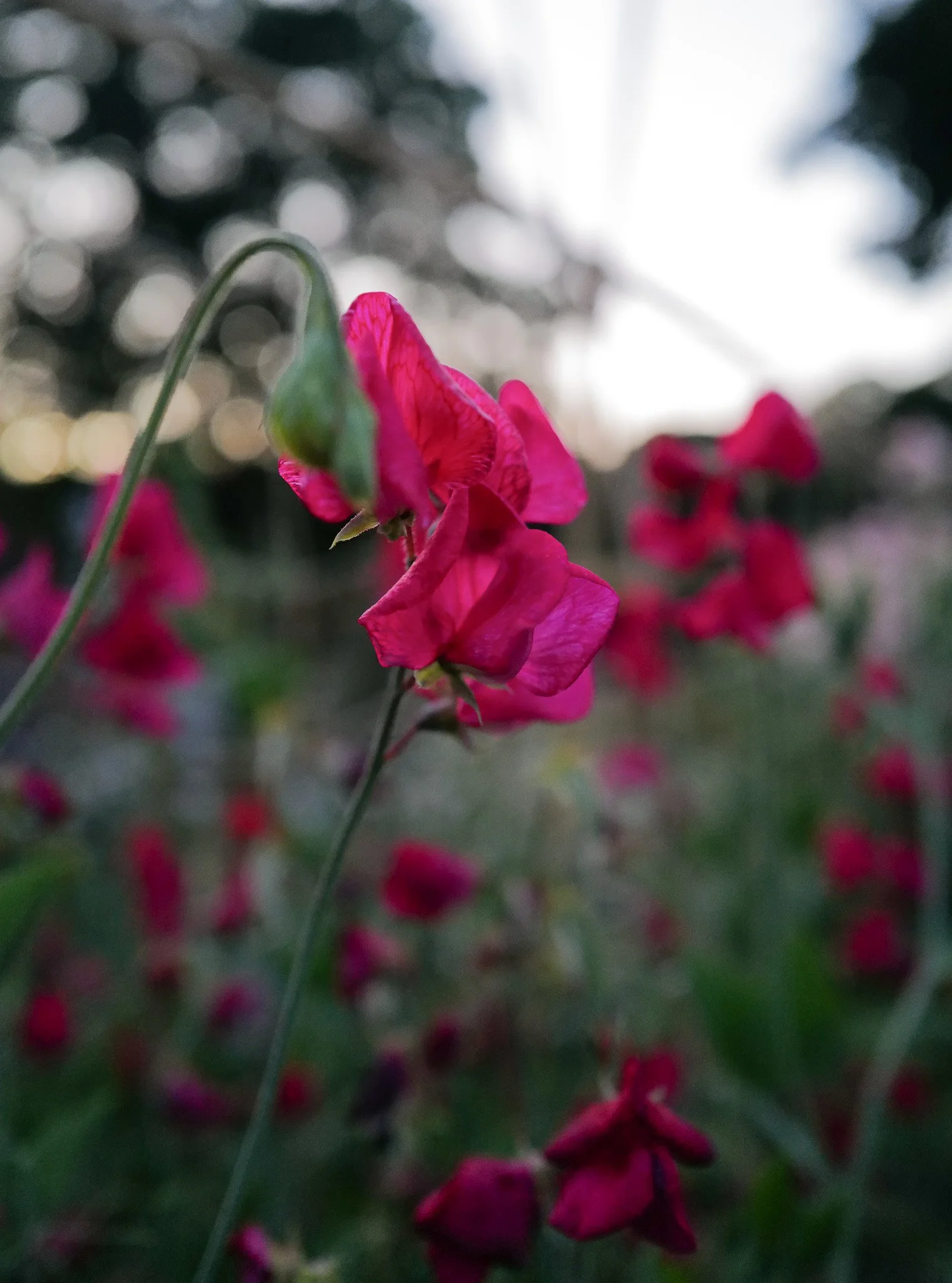 zorja Rose1.jpg