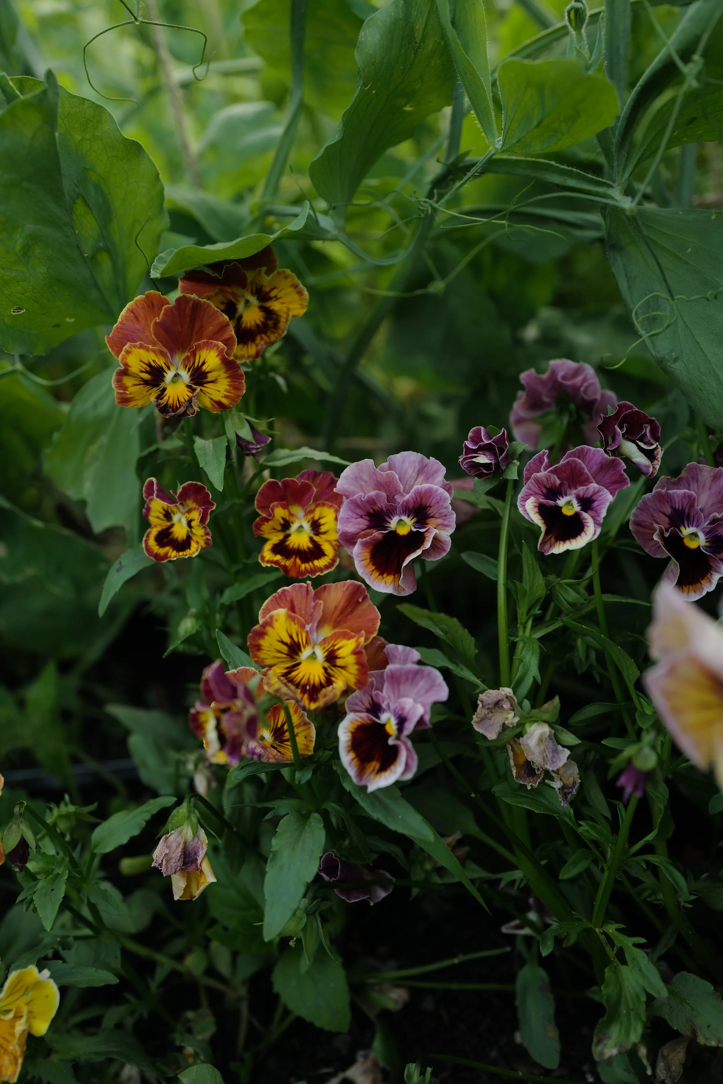 flamenco terracotta91.JPG