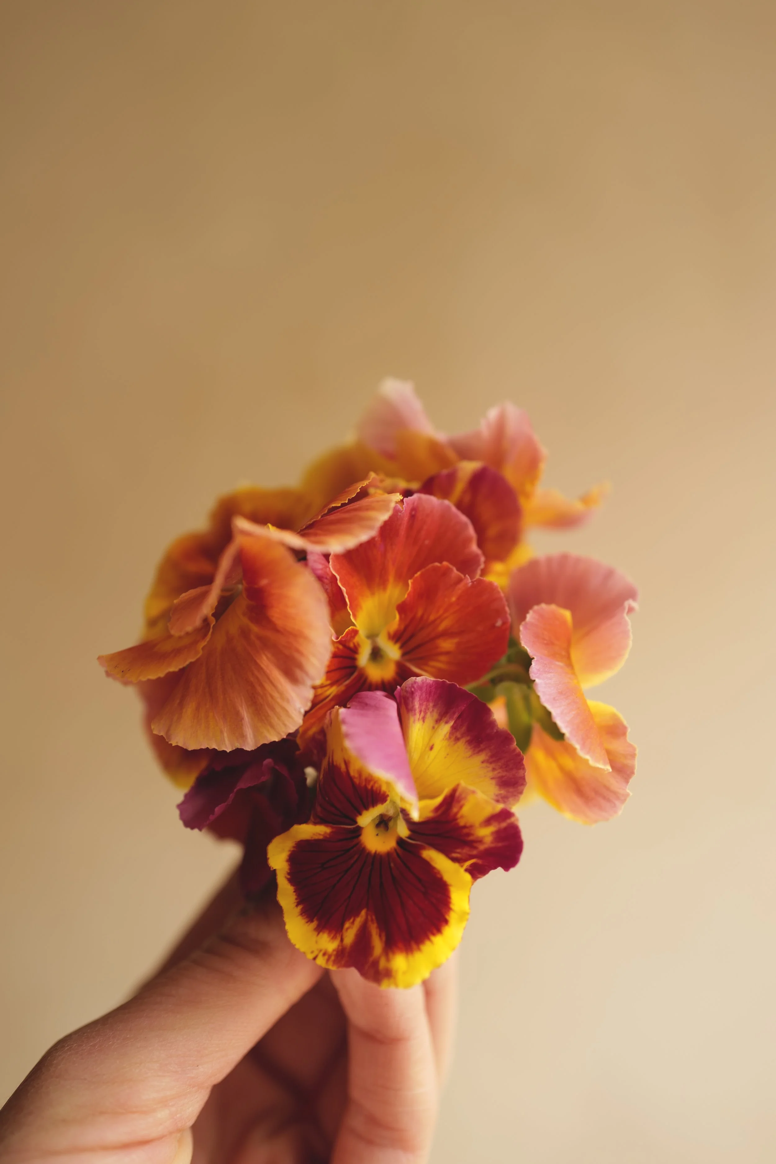 Viola 'Aquarelle Flambé Red Shades'