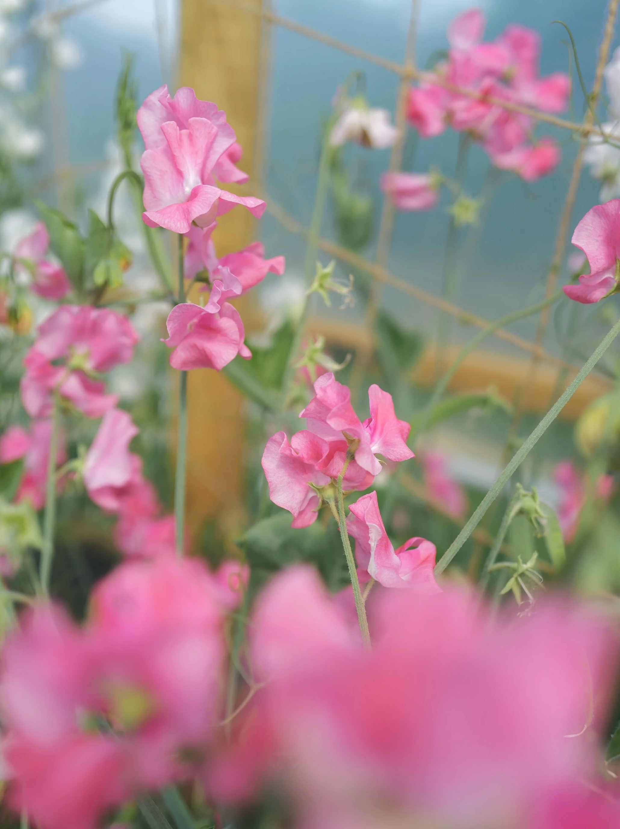 Sweet Pea 'Tara' *Limited Stock*