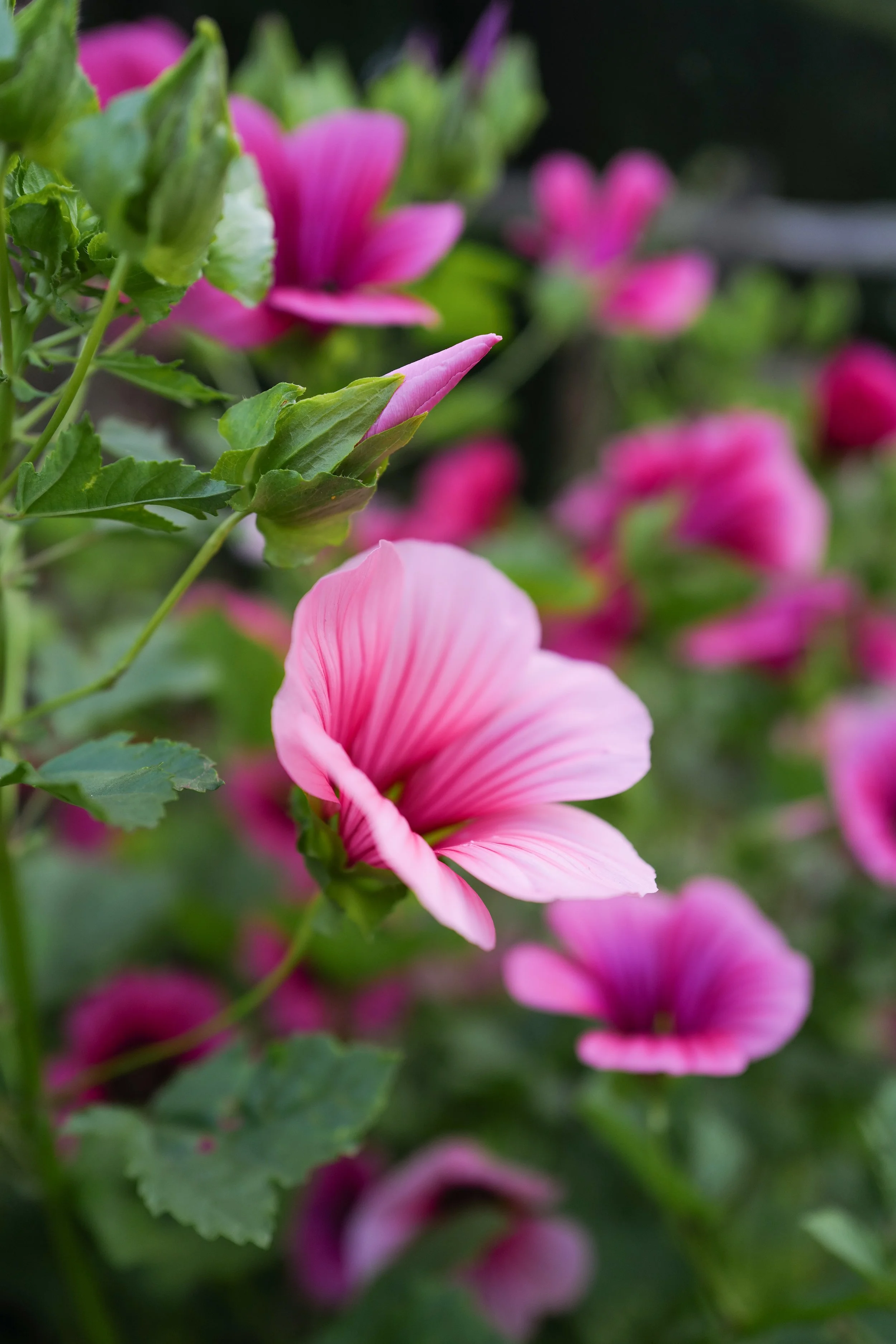 malope pink shells44.jpg