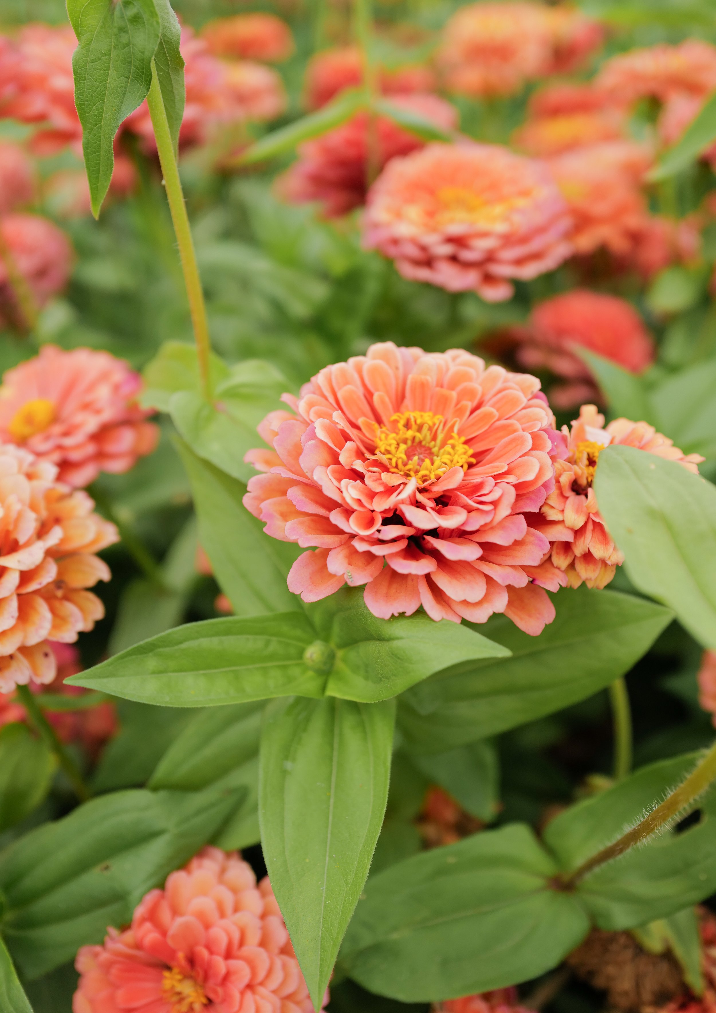 zinnia salmon rose2.jpg