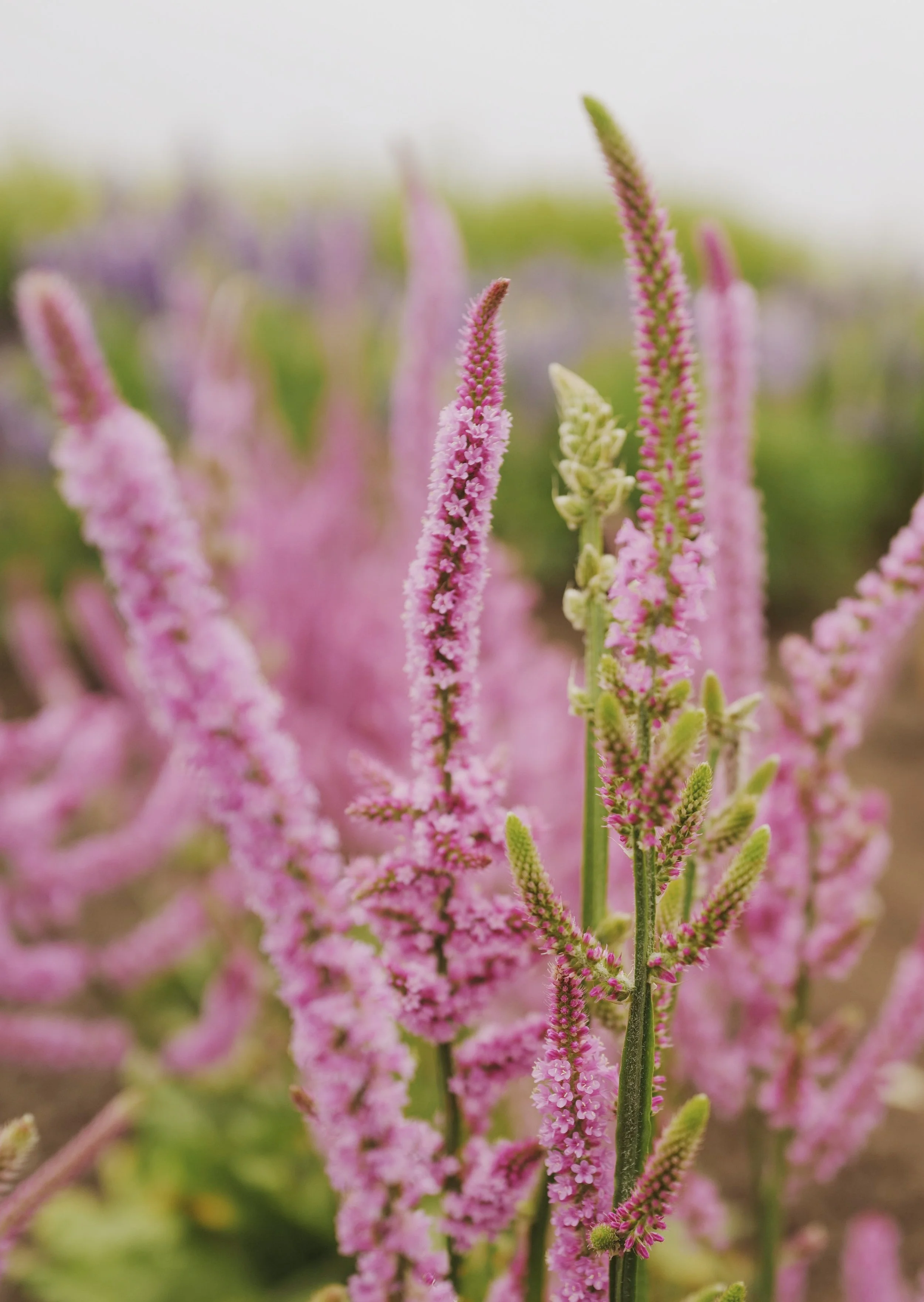pink pokers.jpeg