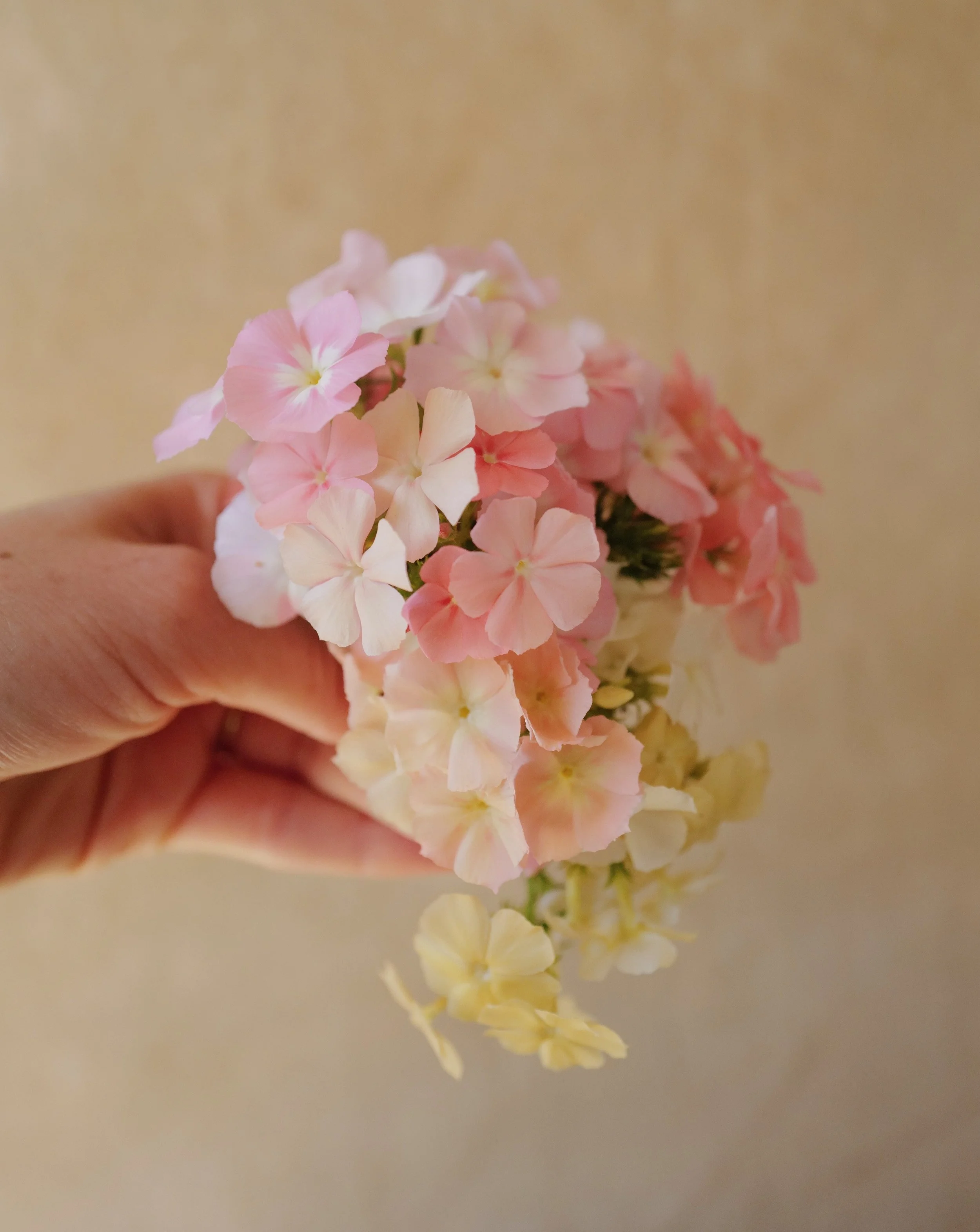 phlox coral reef5.jpeg