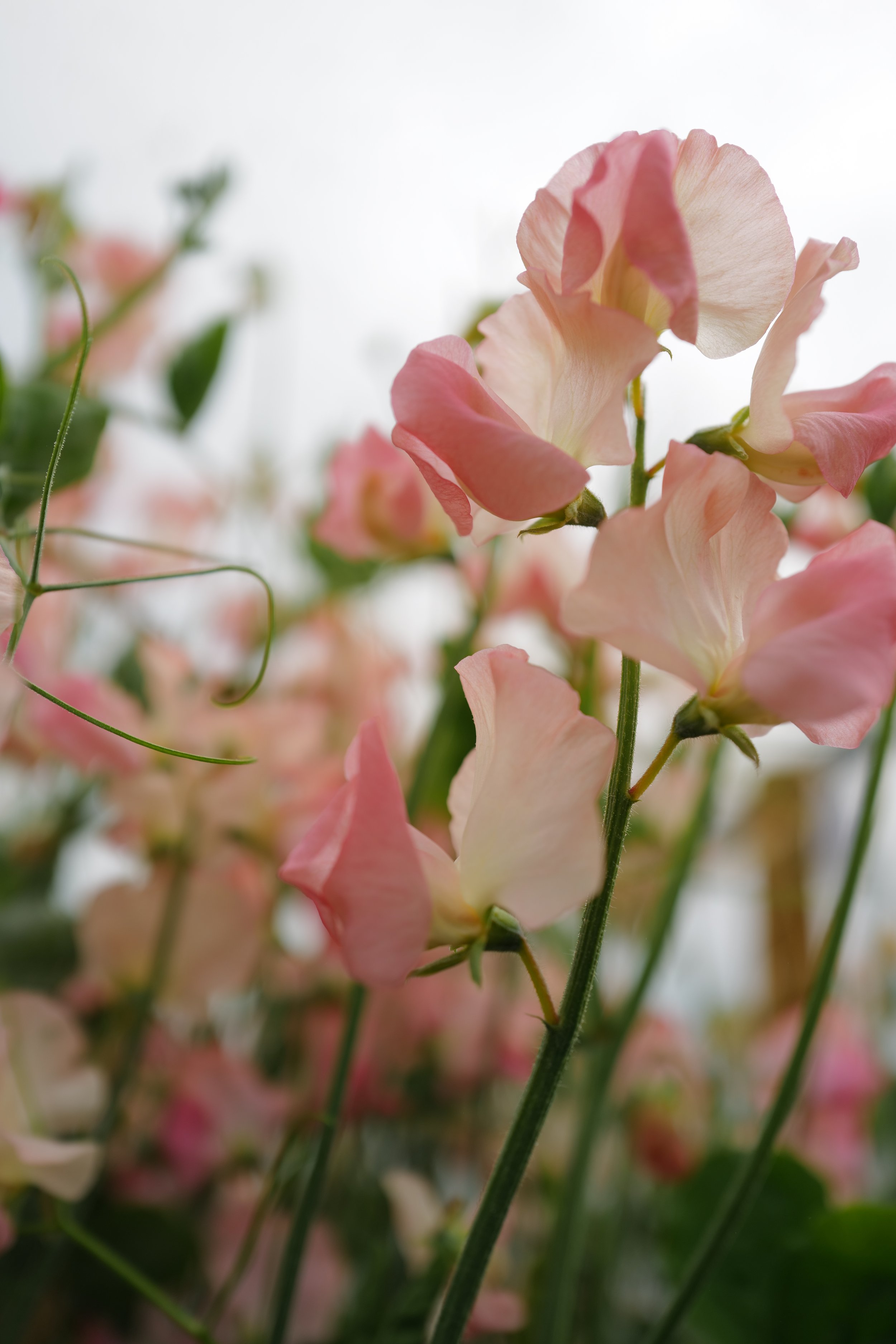 Sweet Pea 'Candyfloss' *Limited Stock*