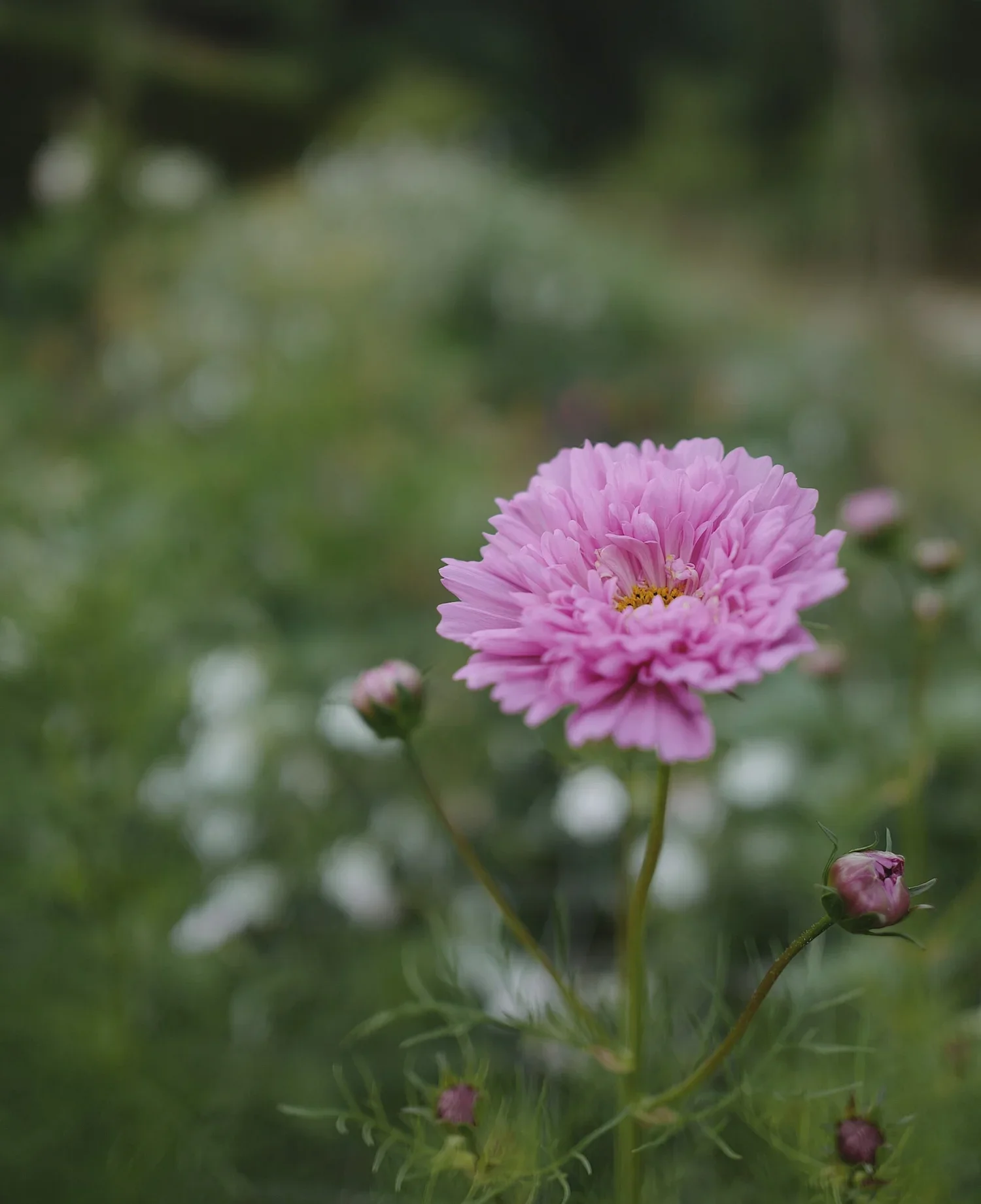 cosmosrose.WEBP