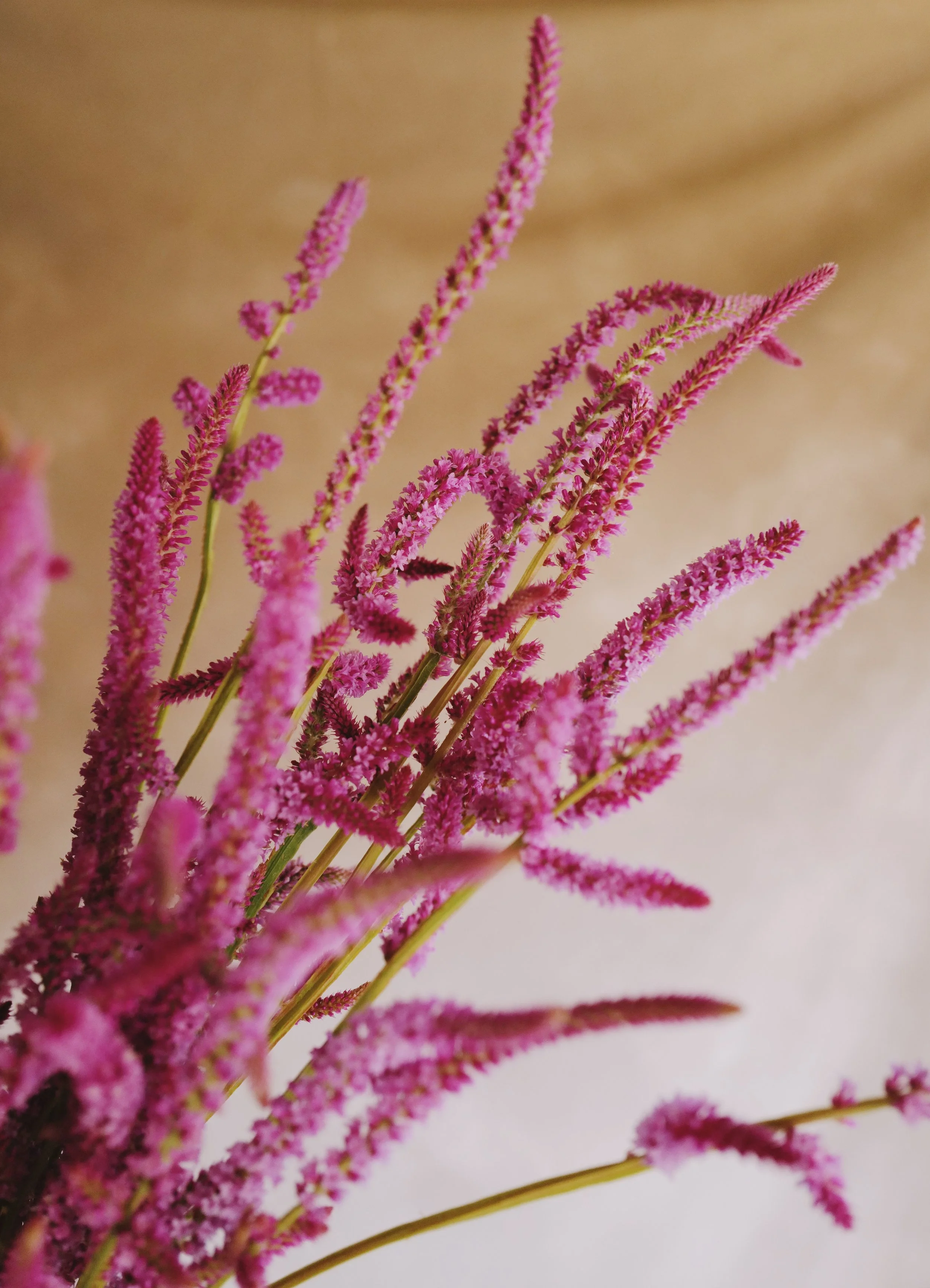 Limonium ‘Pink Pokers'