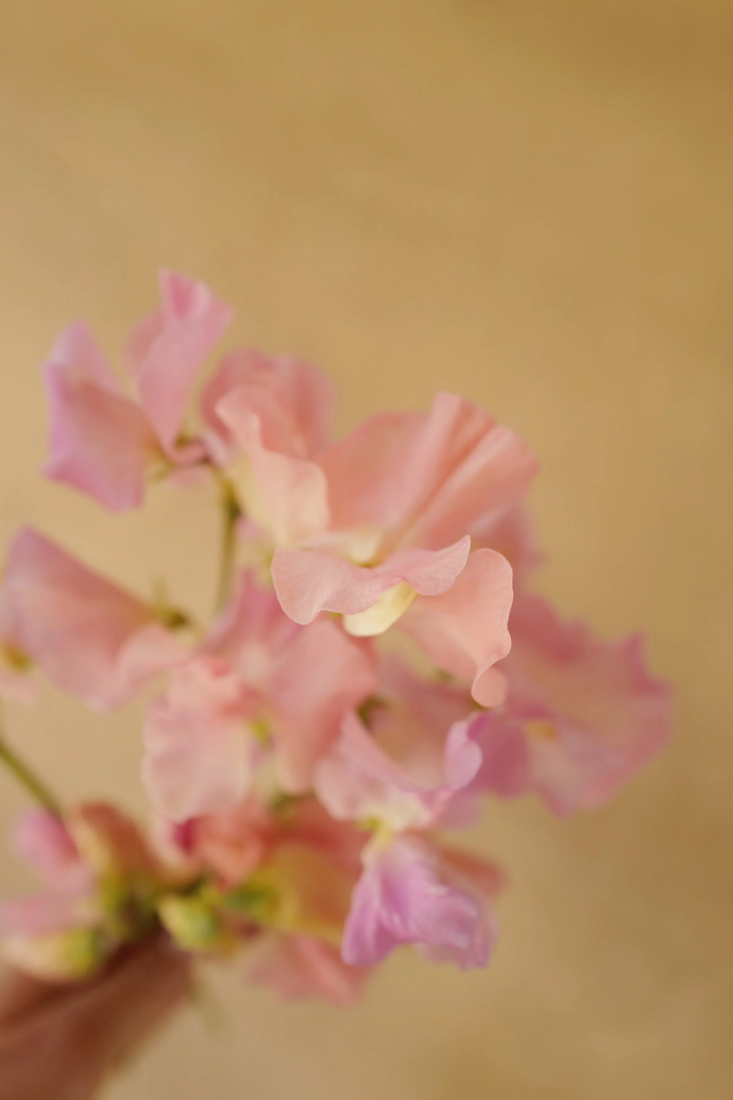 L1530090-VSCO.jpeg