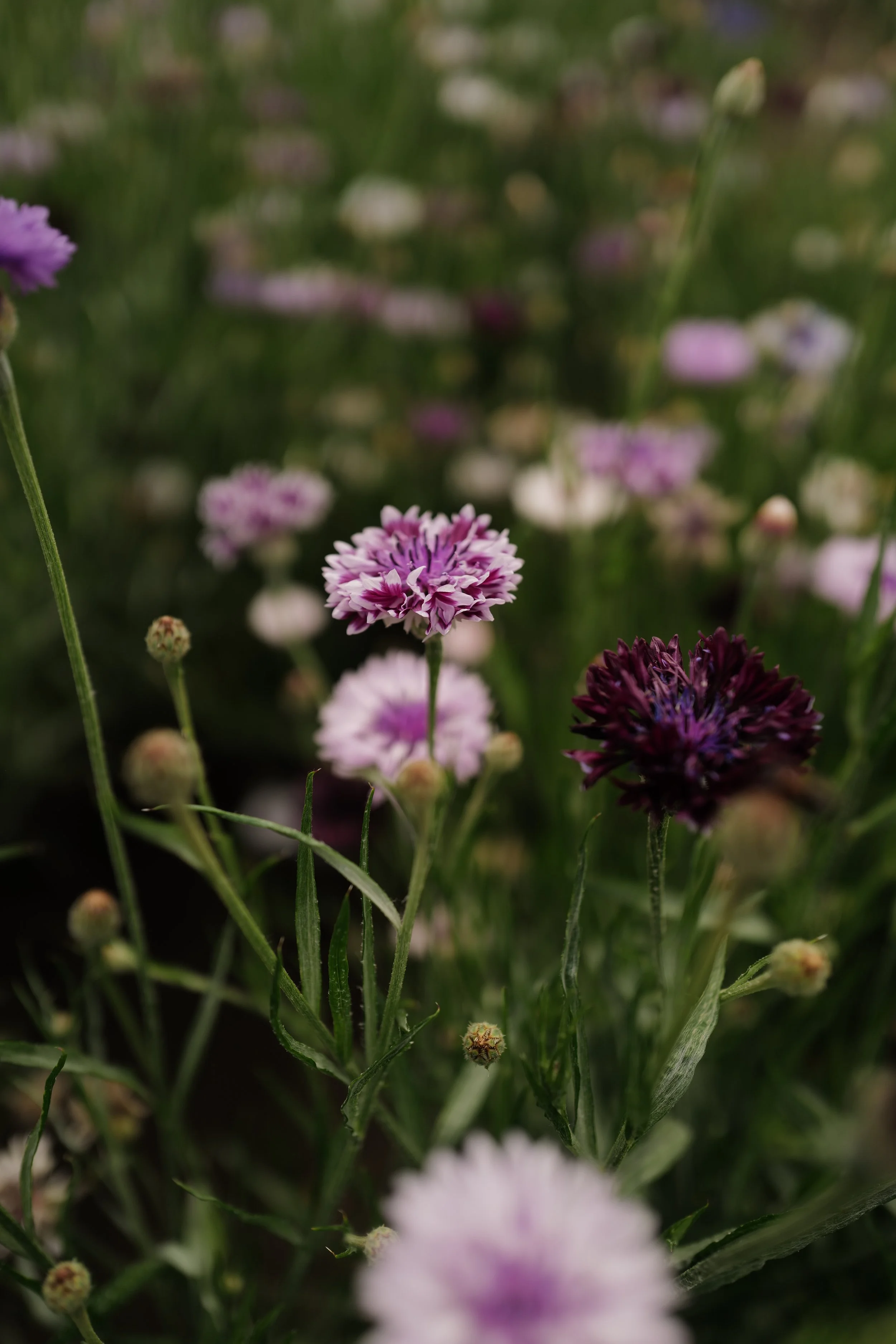 L1550541.JPG