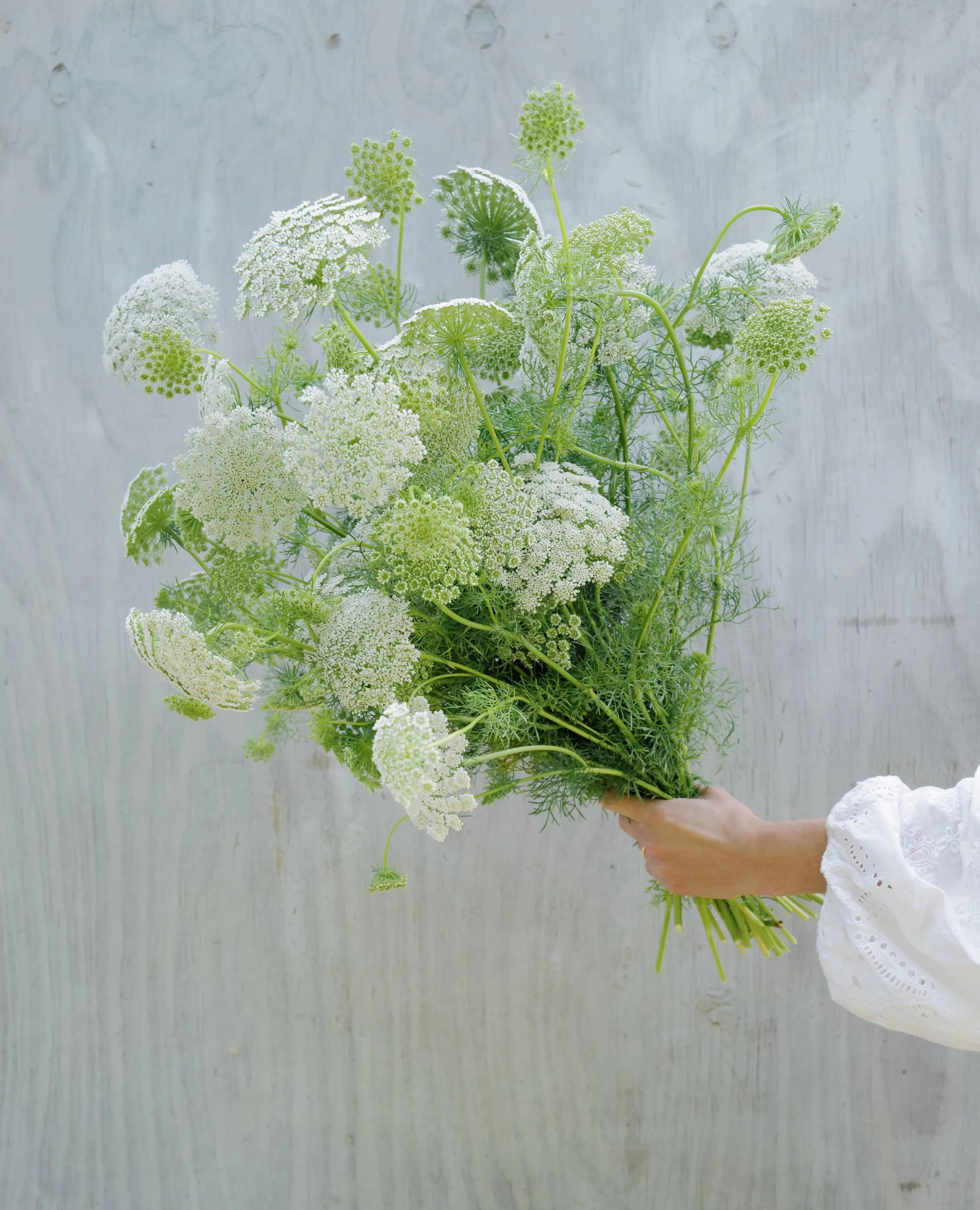 Ammi Visnaga 'Casablanca White’