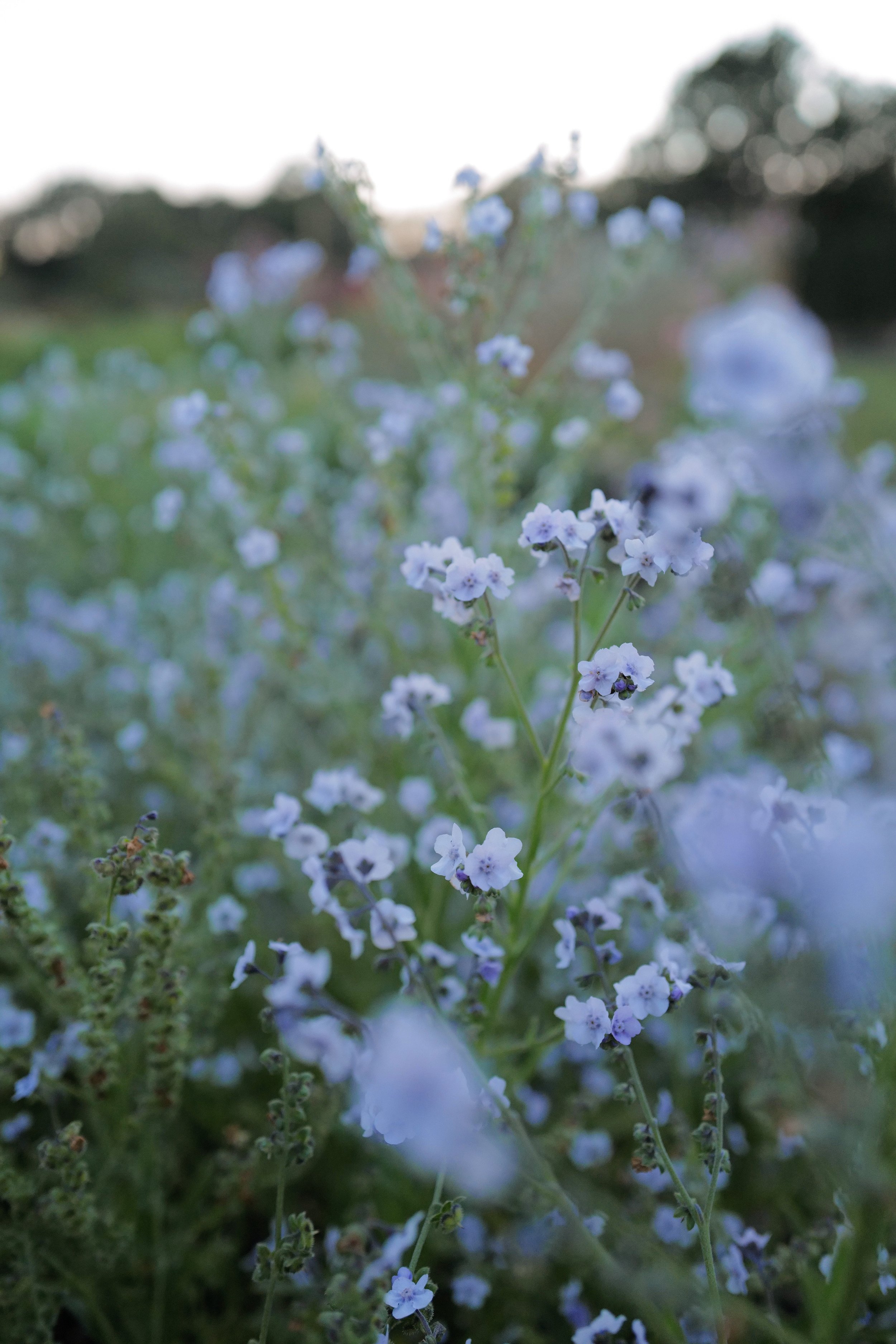 Cynoglossum 'Ms. Marilyn'
