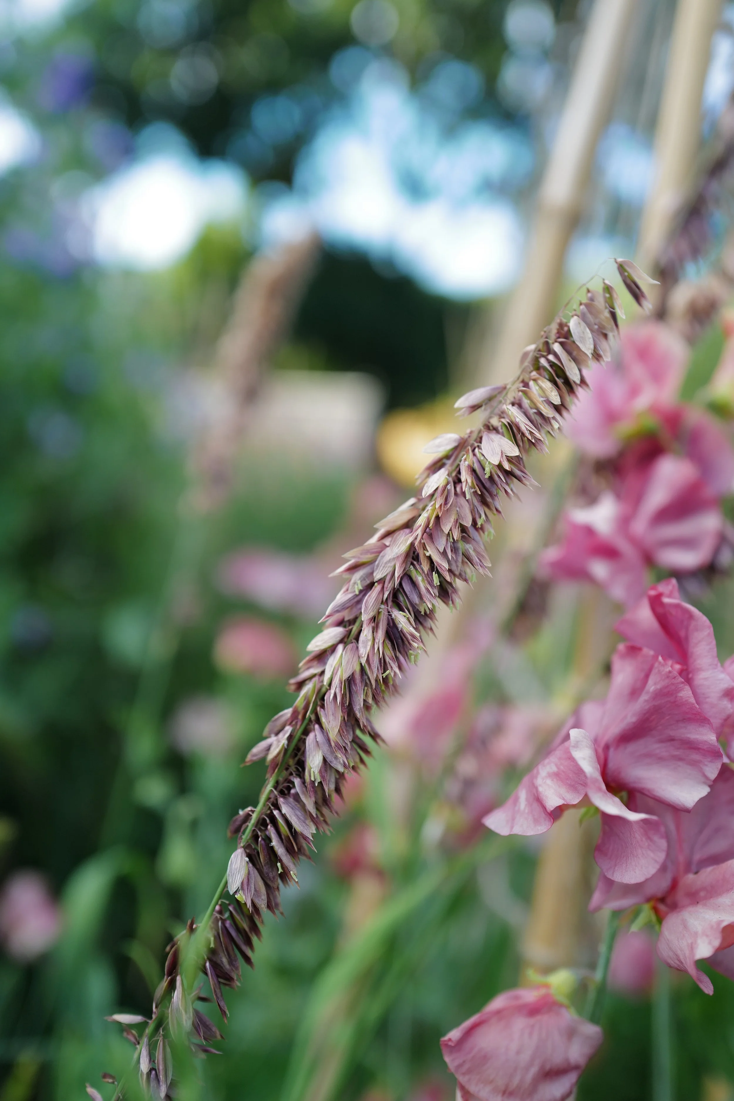 Melica 'Atropurpurea'