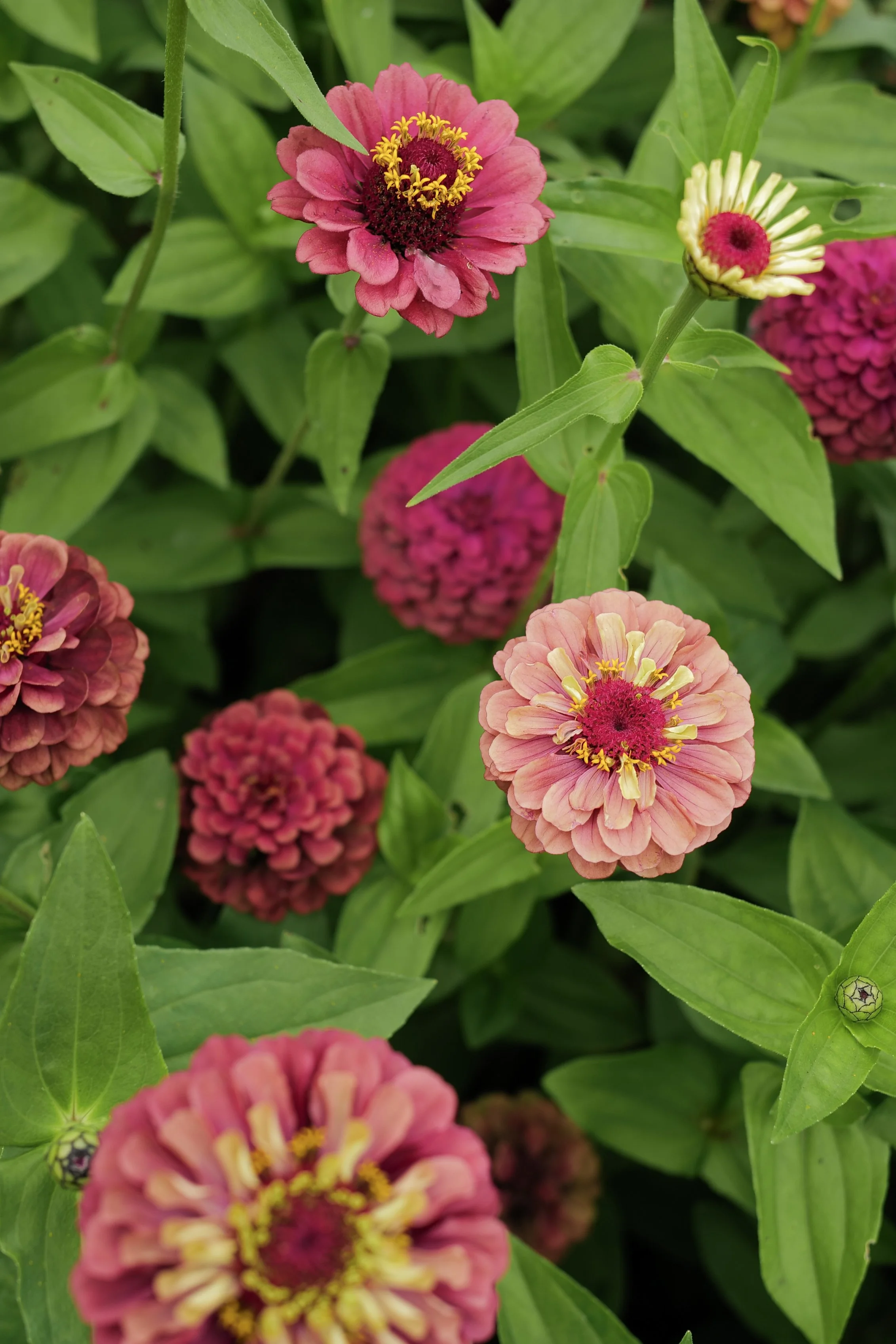 Zinnia ‘Queen Lime Red’
