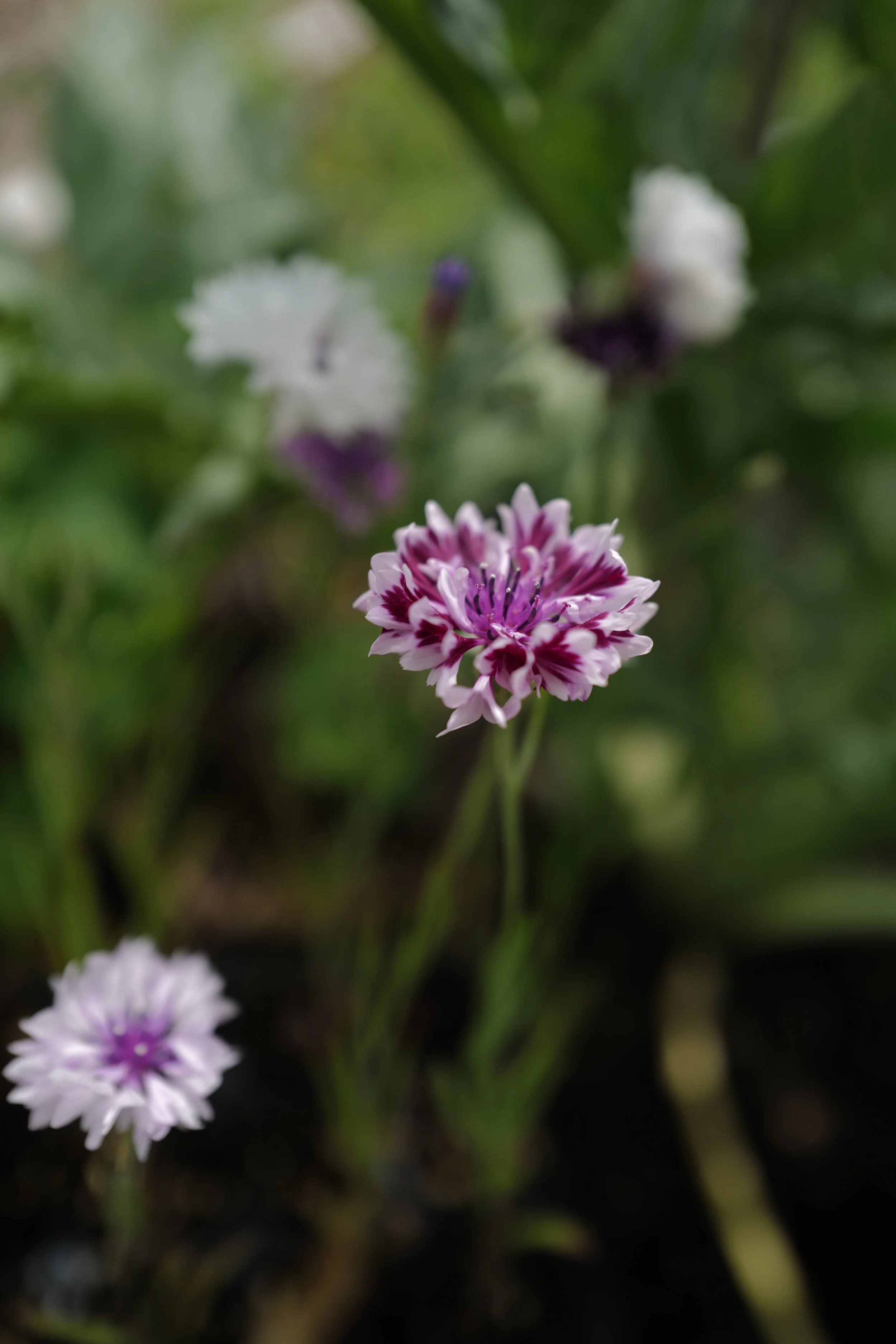 cornflower classic magic17.JPG