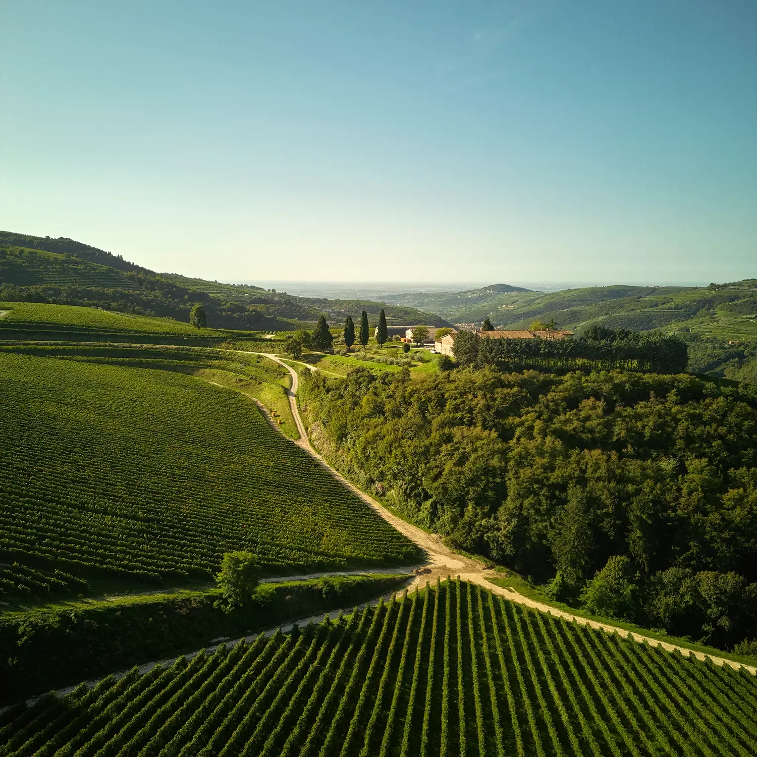 Tedeschi Maternigo vineyard in Valpolicella, Veneto, Italy