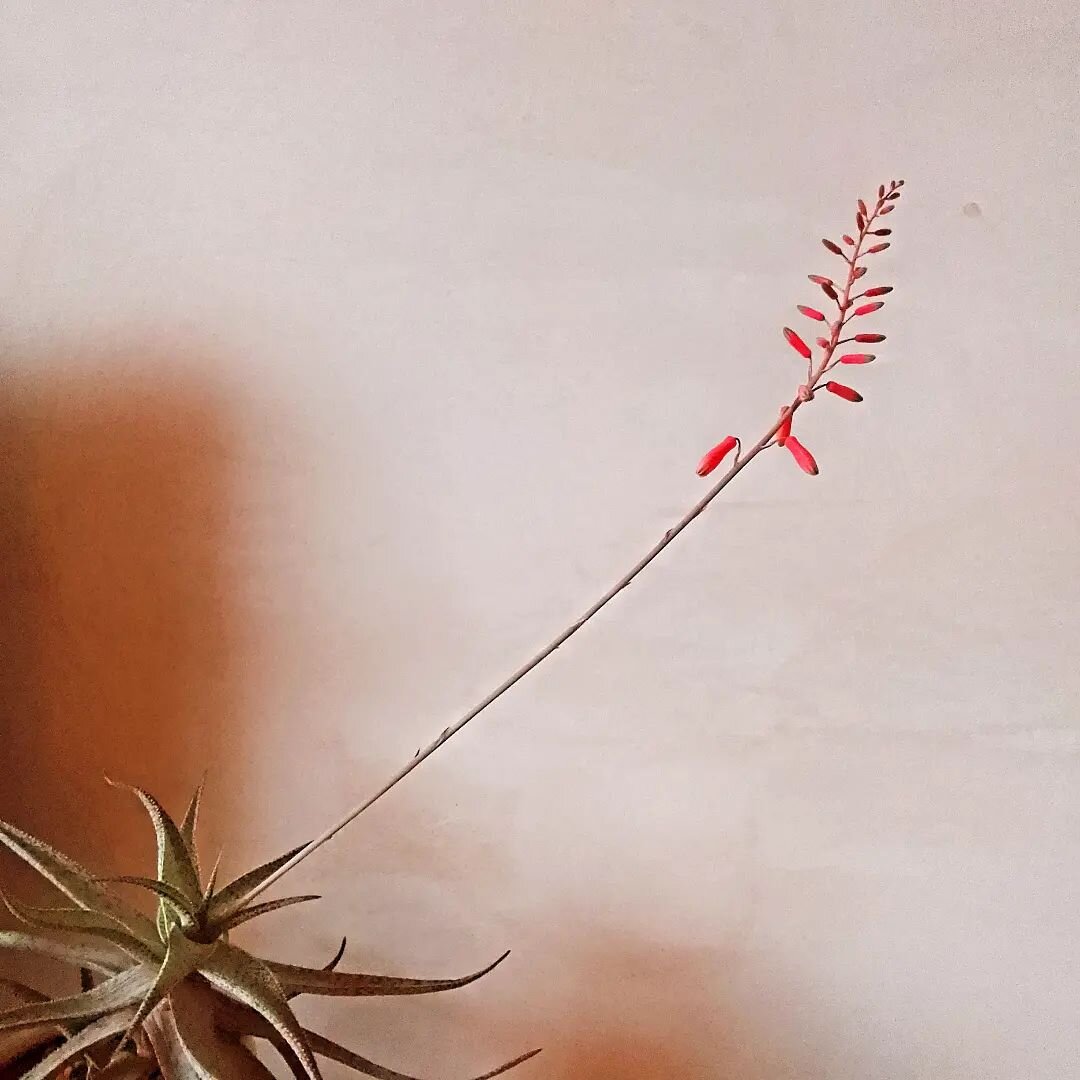 New over on the Journal... 2024. It's going to be a slow and intentional year. I'm unlikely to get this bare plaster painted and that's totally fine.
.
Image description: An aloe plant with a sexy flower in front of a bare plaster wall.