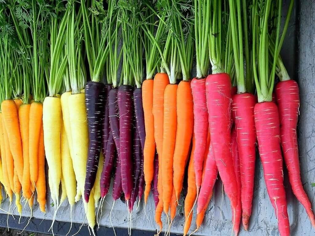 Episode 8.2026: Carrots of All Colors