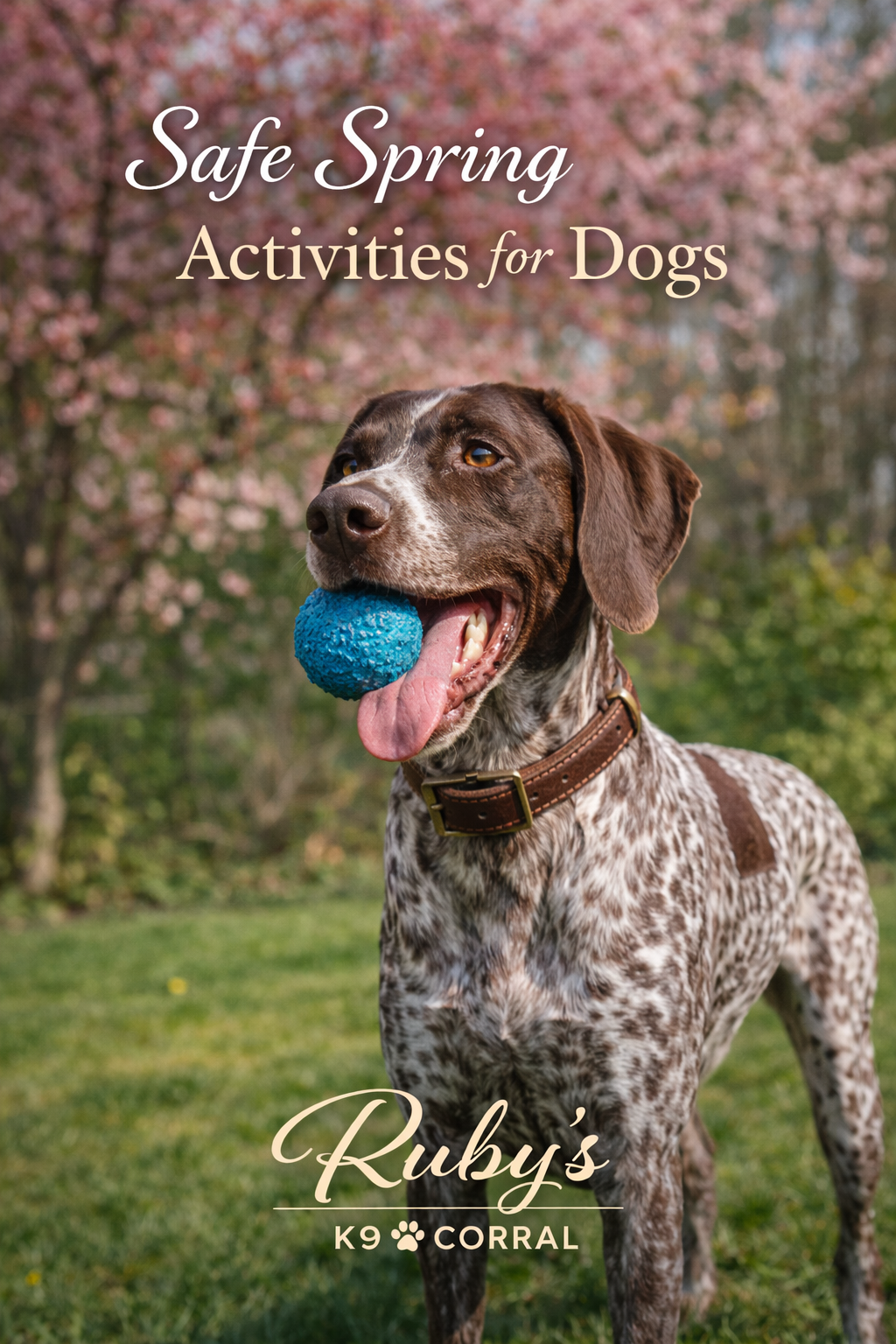 Safe Spring Activities for Dogs