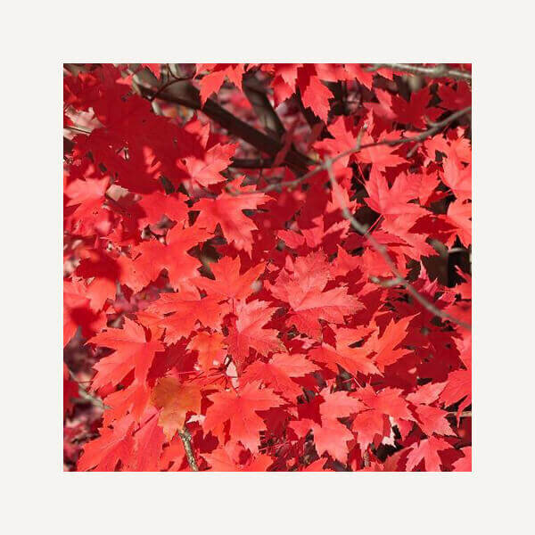 O Canada Silk Twilly |red maple leaves in autumn | By Jean Michel