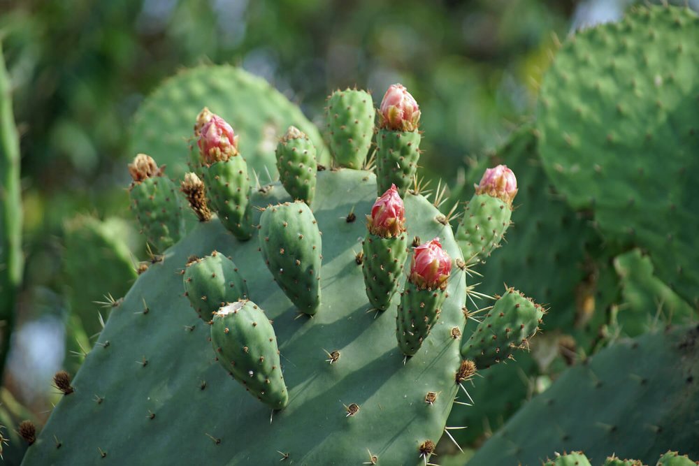 cactus-blooms-at-teotihuacan-mexico.jpg