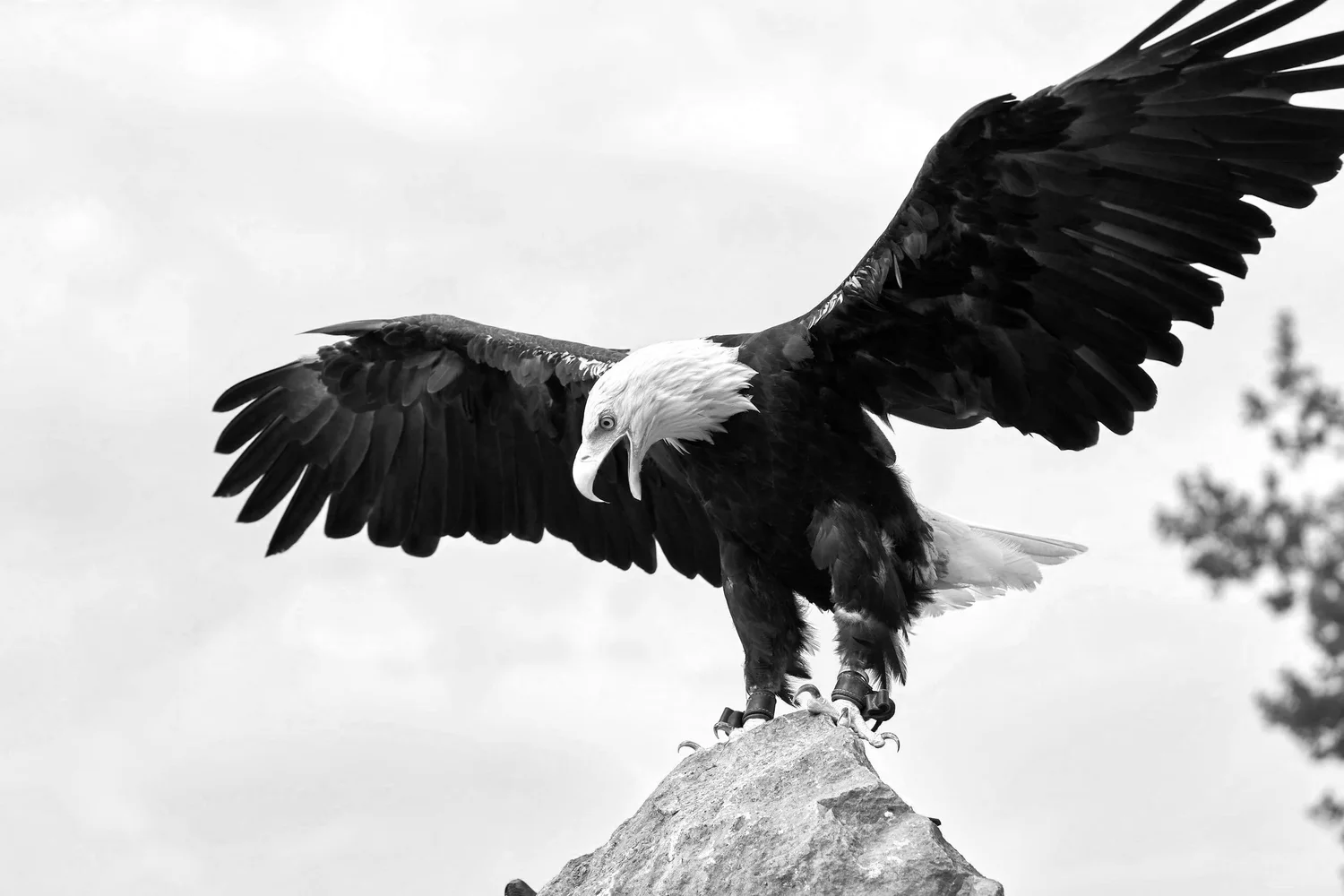 Bald eagle with wings spread