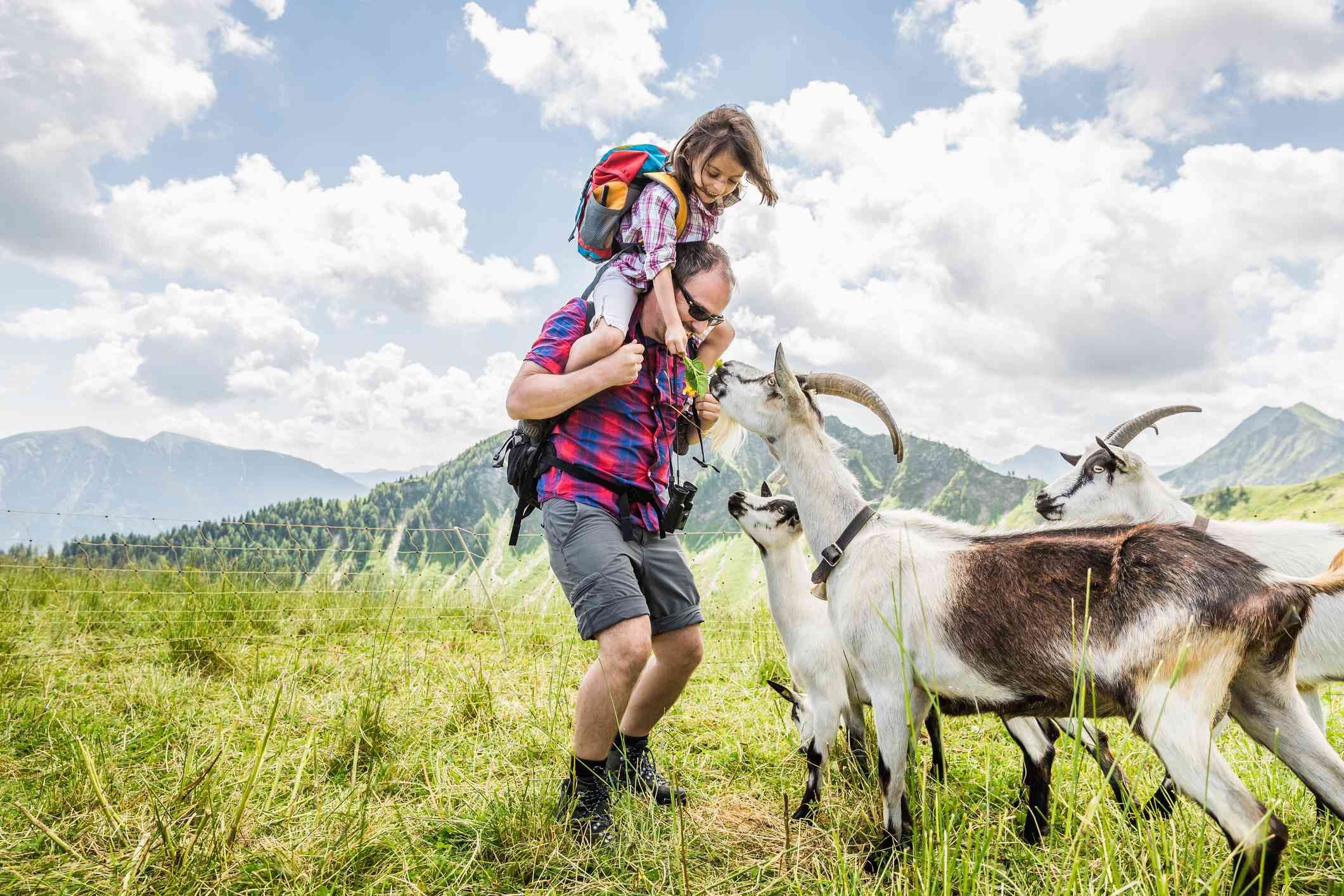 man-carrying-daughter--looking-at-goats-475149625-80ba7990ca784c17a73cec460aa63675.jpg