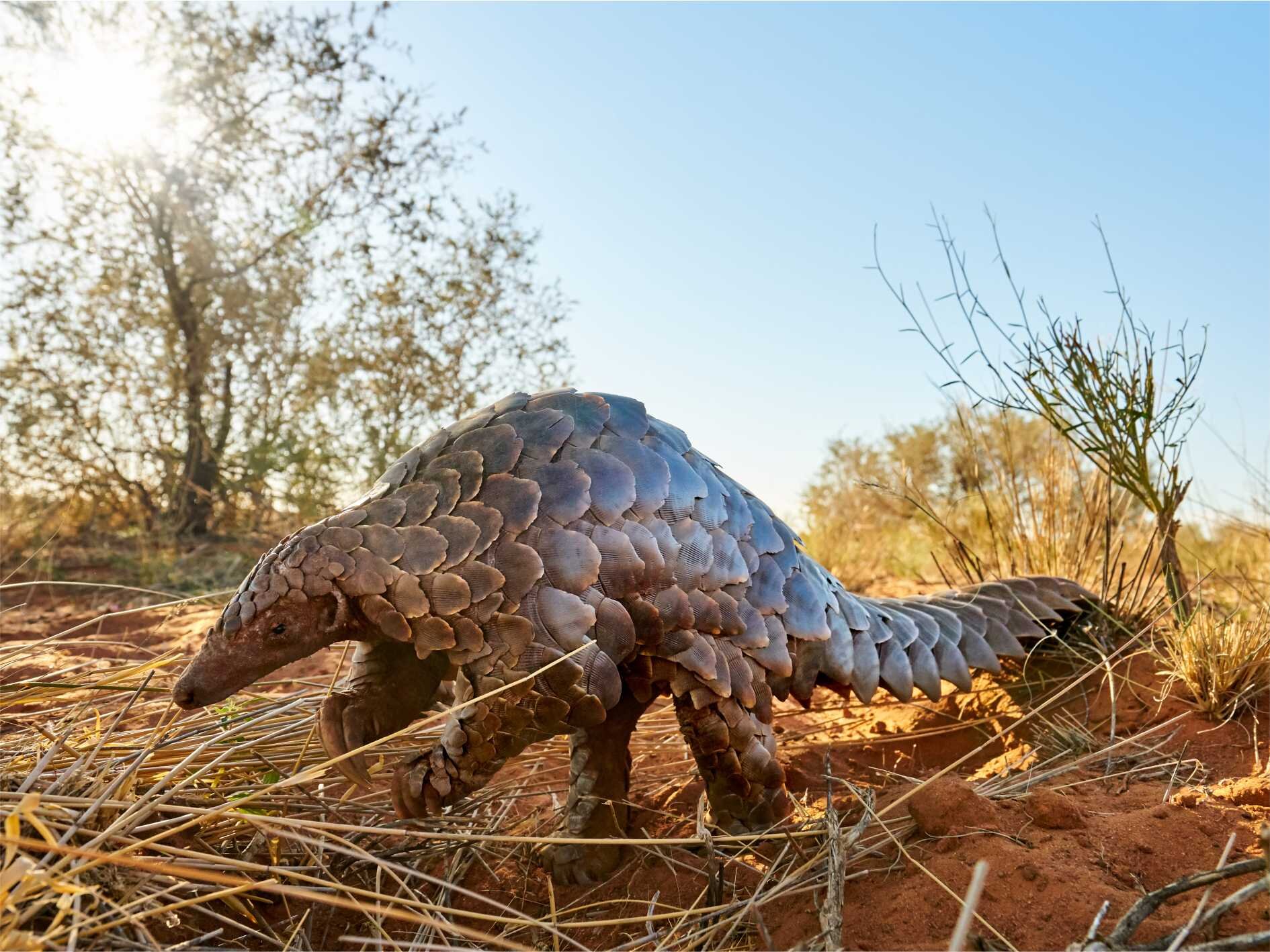 Pangolin.jpg