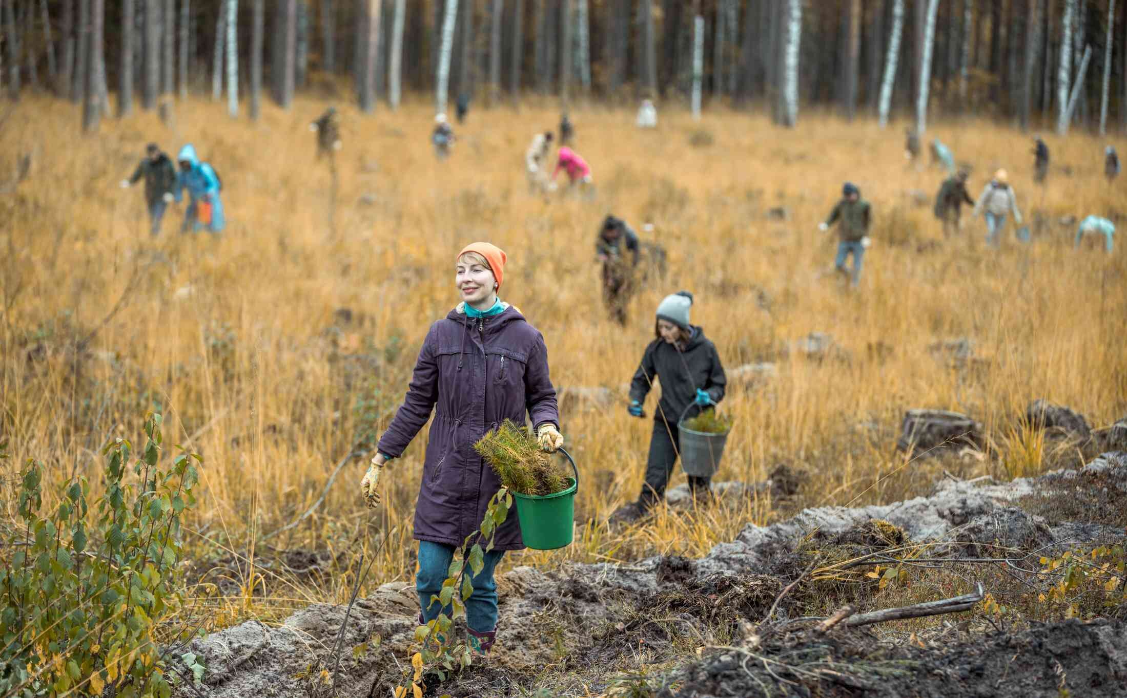 volunteers-are-planting-a-saplings-of-a-trees-in-the-forest-1147298181-137f58cd3b8a424c8ac1a82a2b728244.jpg