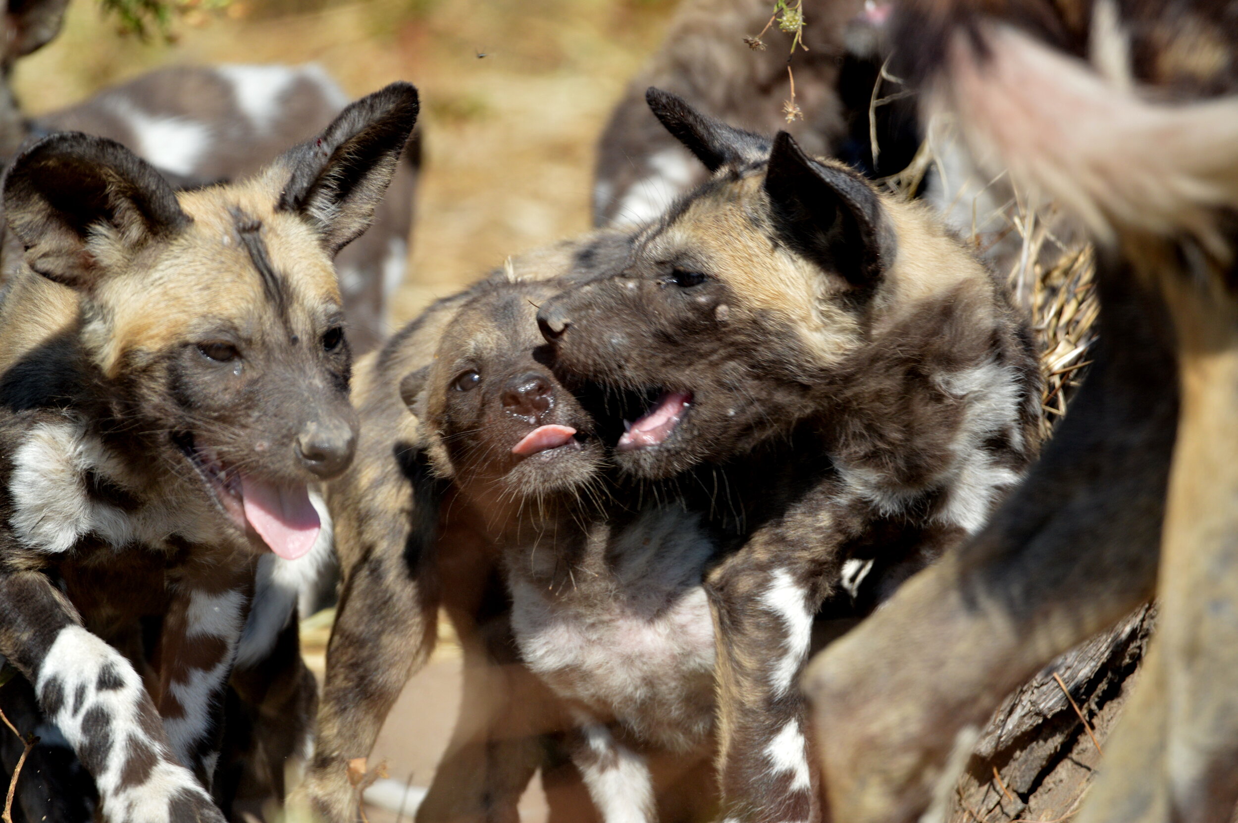 43Sable Alley - Wild Dogs.jpg