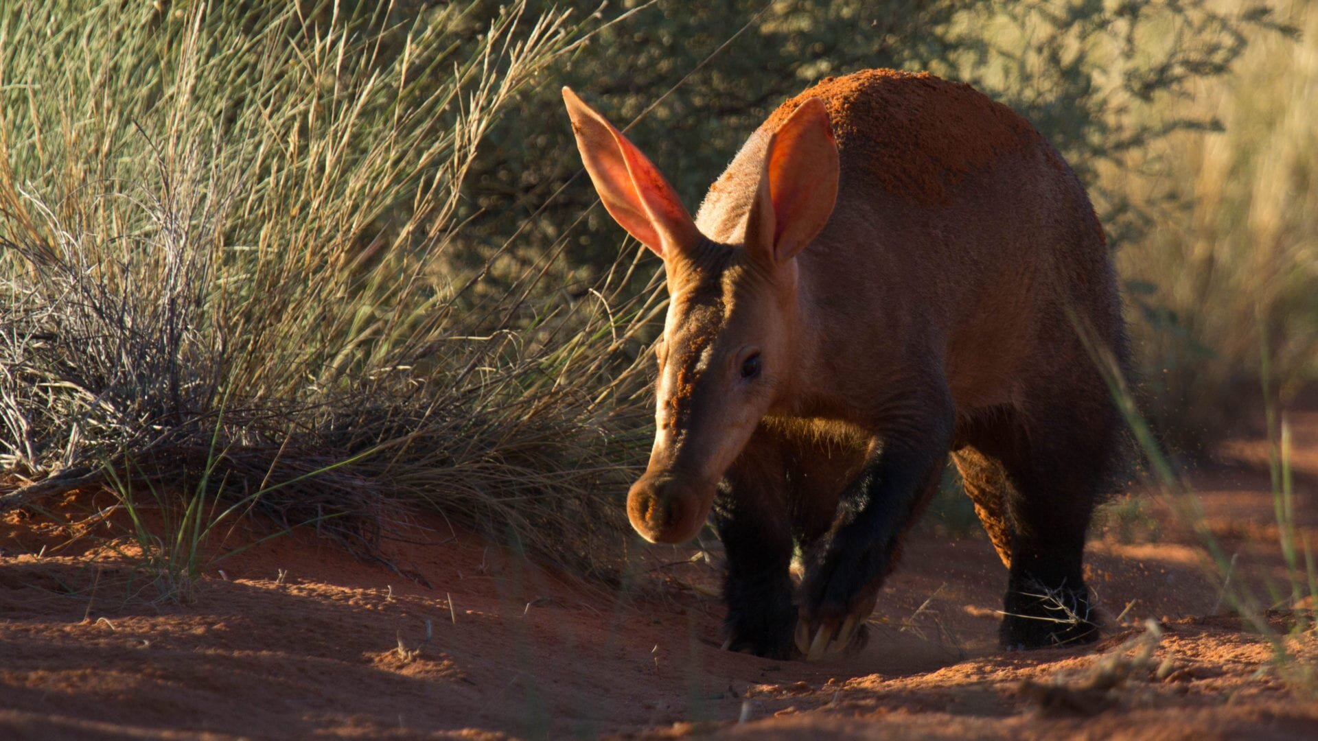 Wildlife-scroll-image-replace-warthog-1920x1080.jpg