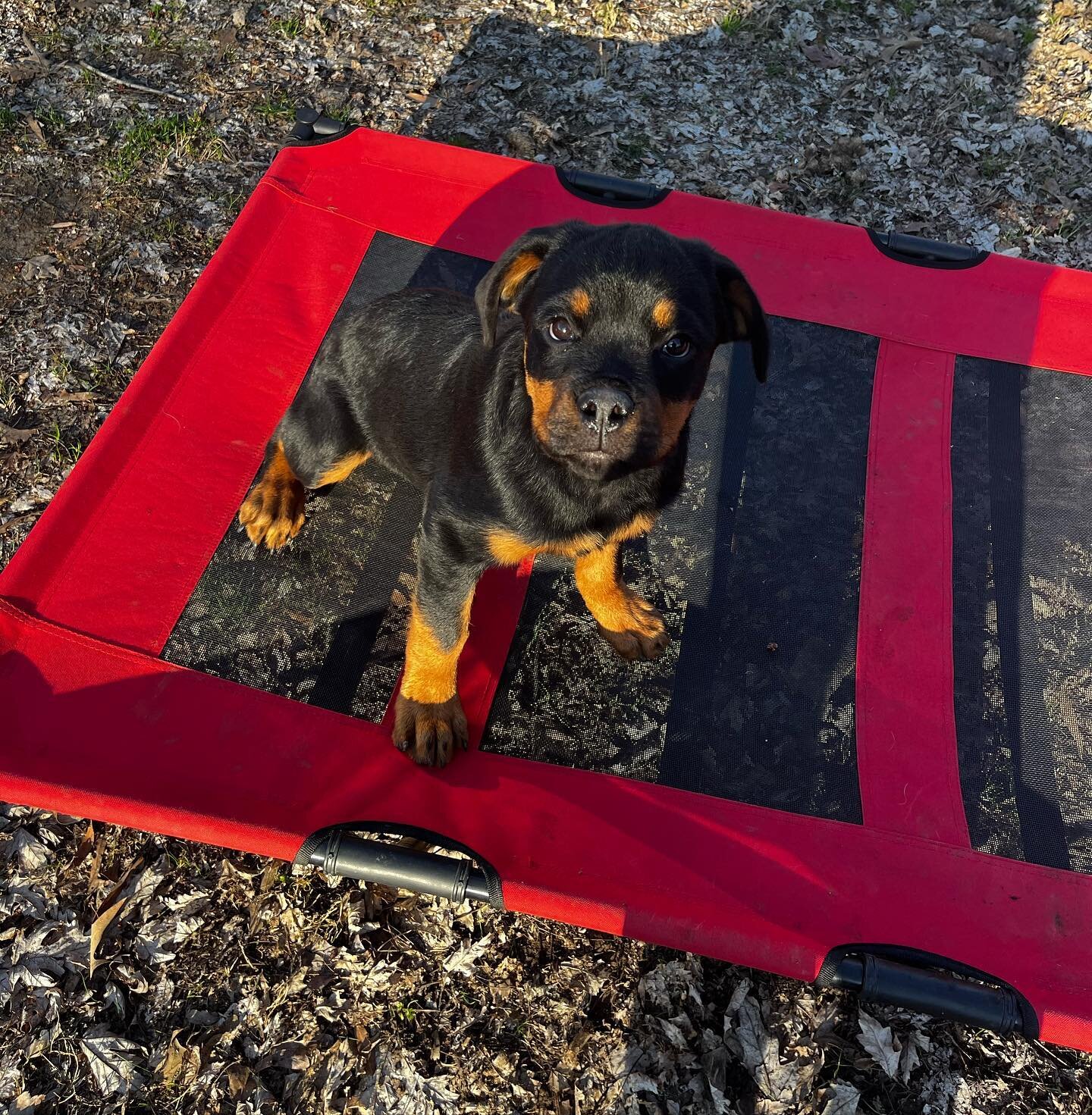 🐾 Kobe 🐾
Kobe is just a puppy but he&rsquo;s sooo cute! 
Just a little over 3 months old, Kobe joins us every week for daycare and training. 
Kobe recently stayed with us while his parents went on vacation, and had a vacation of his own. 
Stay tune