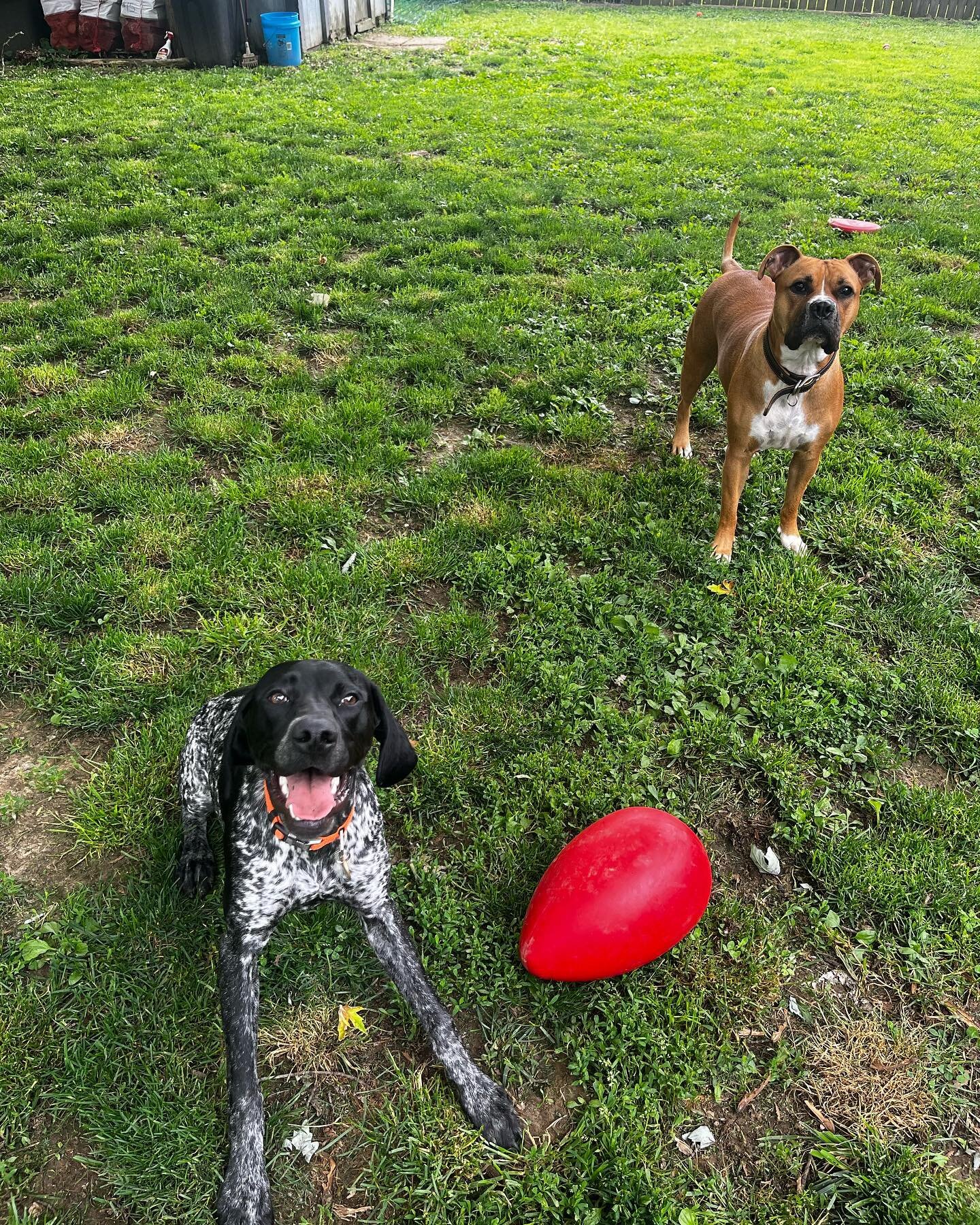 Happy Mother&rsquo;s Day to all our dog moms! 
Life wouldn&rsquo;t be as exciting and wonderful without these pups in our lives 🥰
#ironsightk9 #doglovers #dogboarding #dogsitting #doggydaycare #dogsofinstagram #paducahky #womenowned #veteranowned