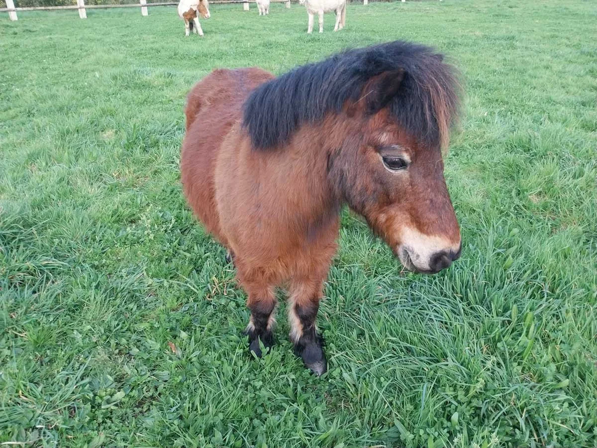 A Shetland pony in the field at the Centre Équestre des Menhirs in Carnac