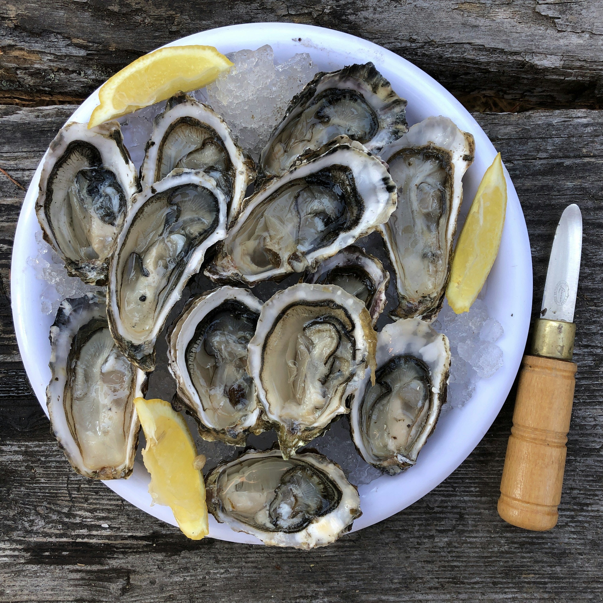 Oysters served on ice with lemon, a tasting session at an oyster farm near Carnac
