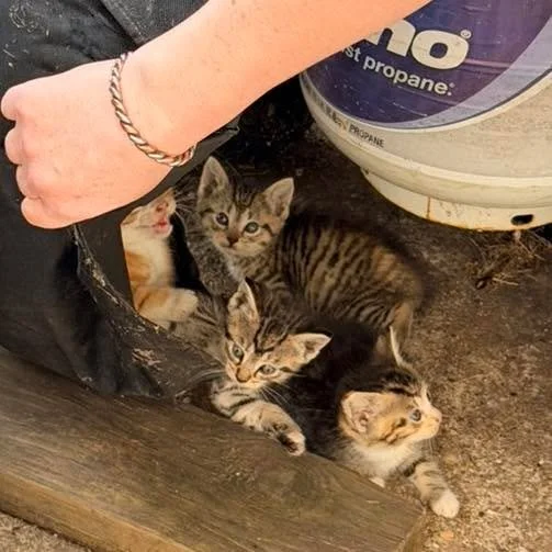 🐾 Tiny tenants have moved into the Hope Station backyard&hellip; and while they are adorable, these little wild babies need a safe place to go.

These kittens are feral, so they&rsquo;ll need someone patient, experienced with barn cats/working cats,