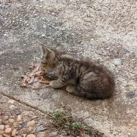 We still have 2 kittens who are gentle and domesticated. The mom was caught last week with a couple of the other kittens... these two came straight up to me this morning, let me pick them up, feed them and put them in a crate. We have been super busy