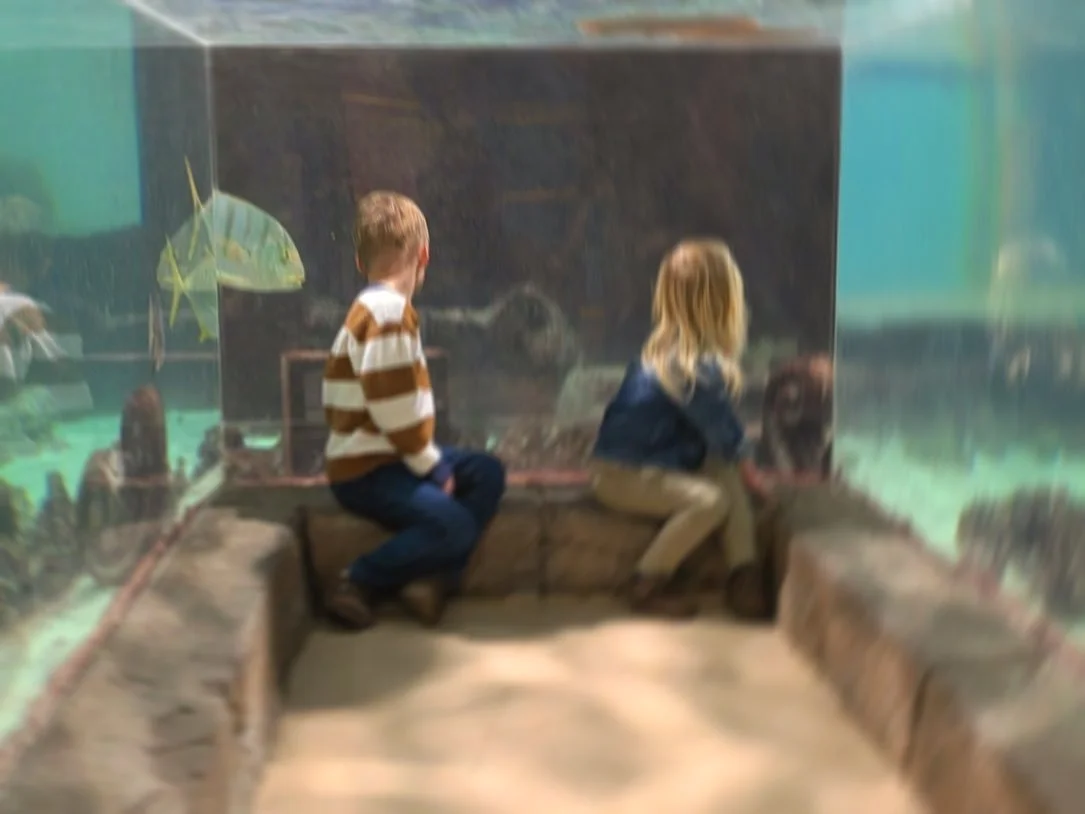 Field trip to the Folsom aquarium 🐠🐟🐡🦦