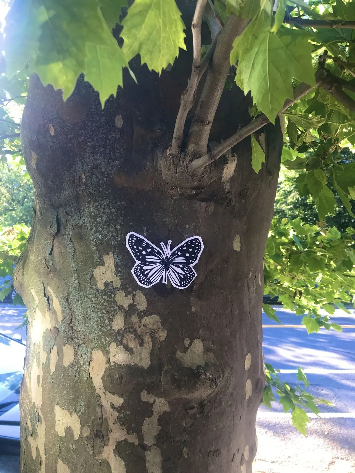 Where are all the butterflies?