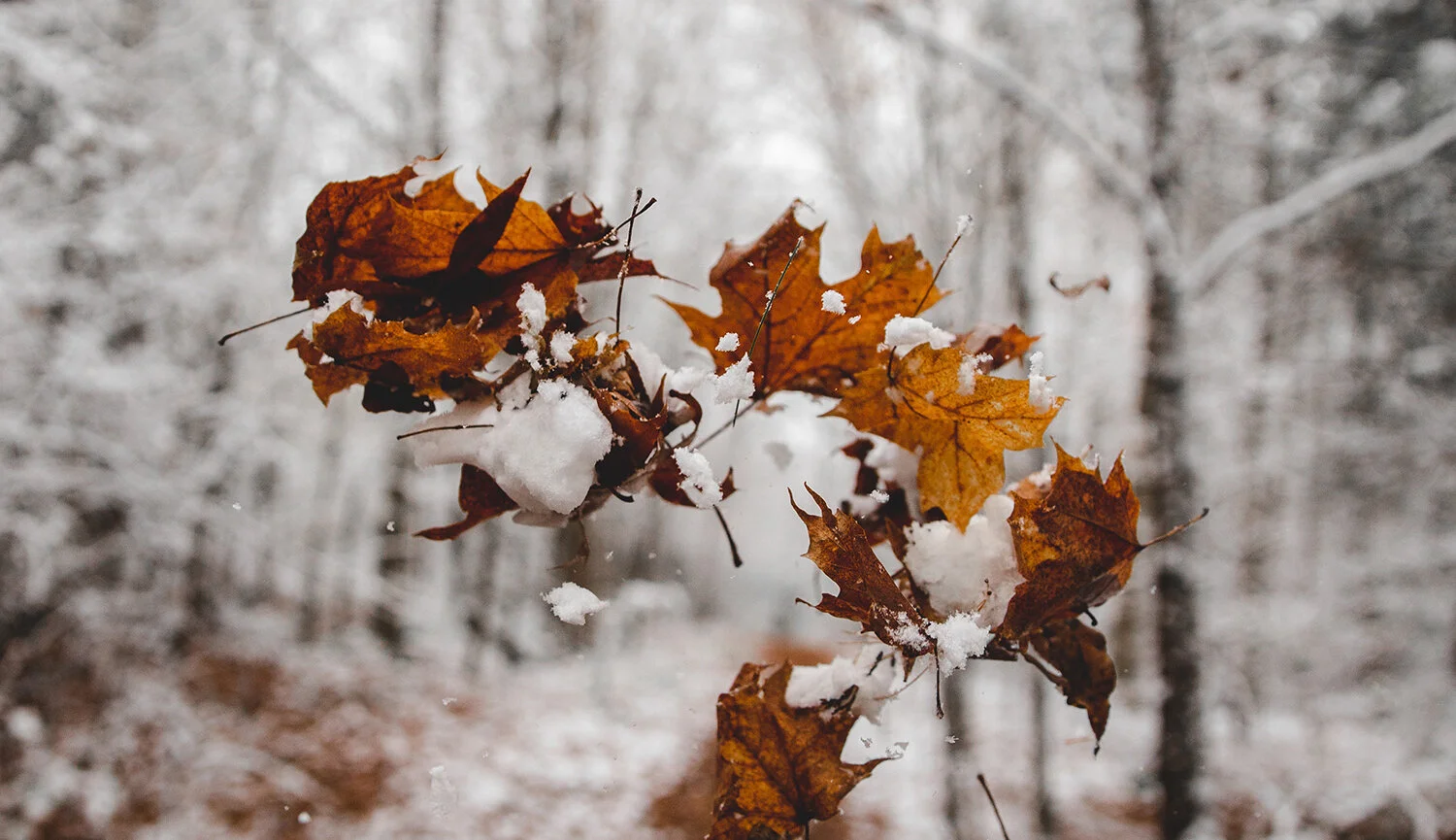 THOR Evaporators — THOR équipements acéricoles