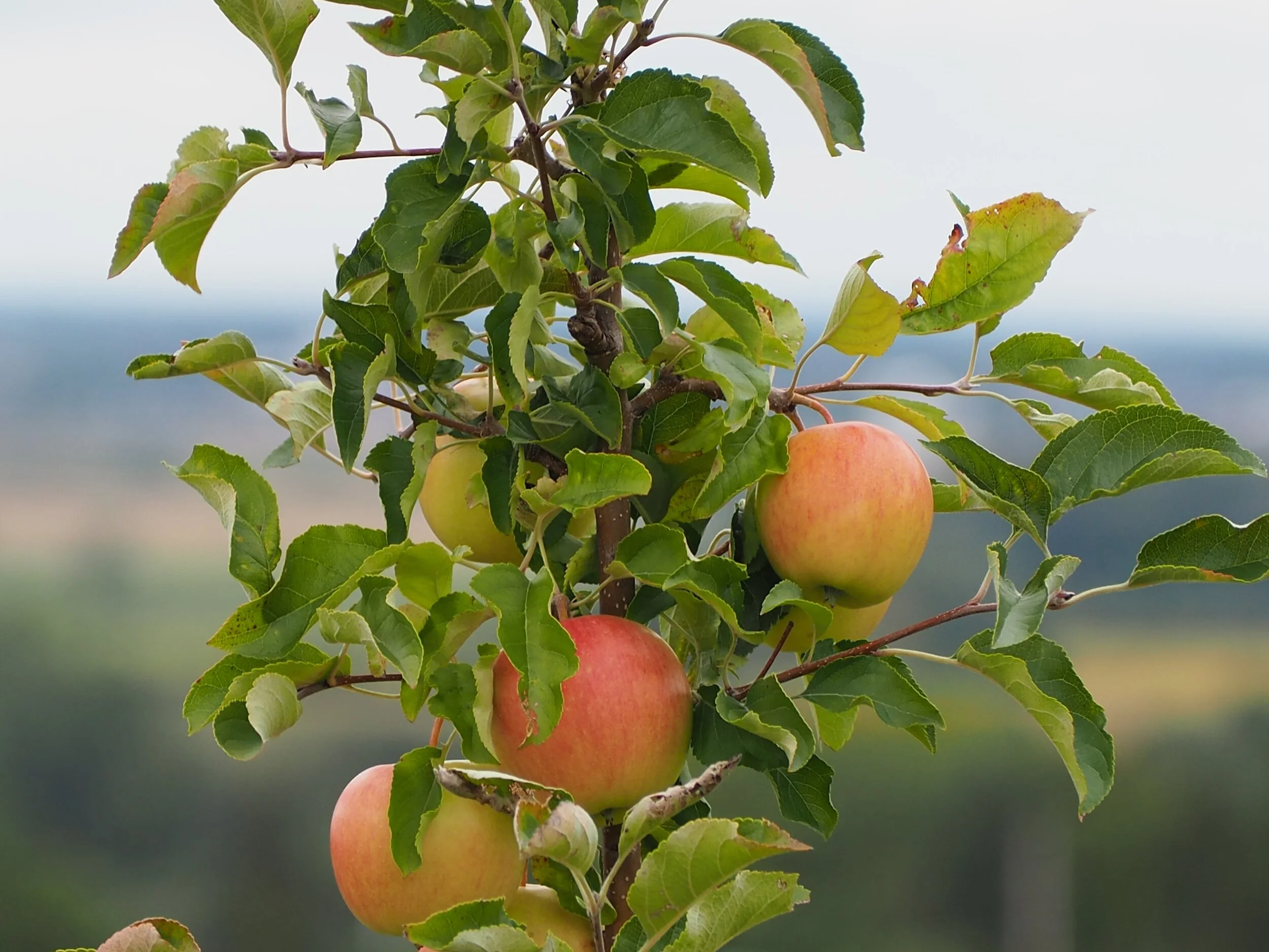 apples.jpg