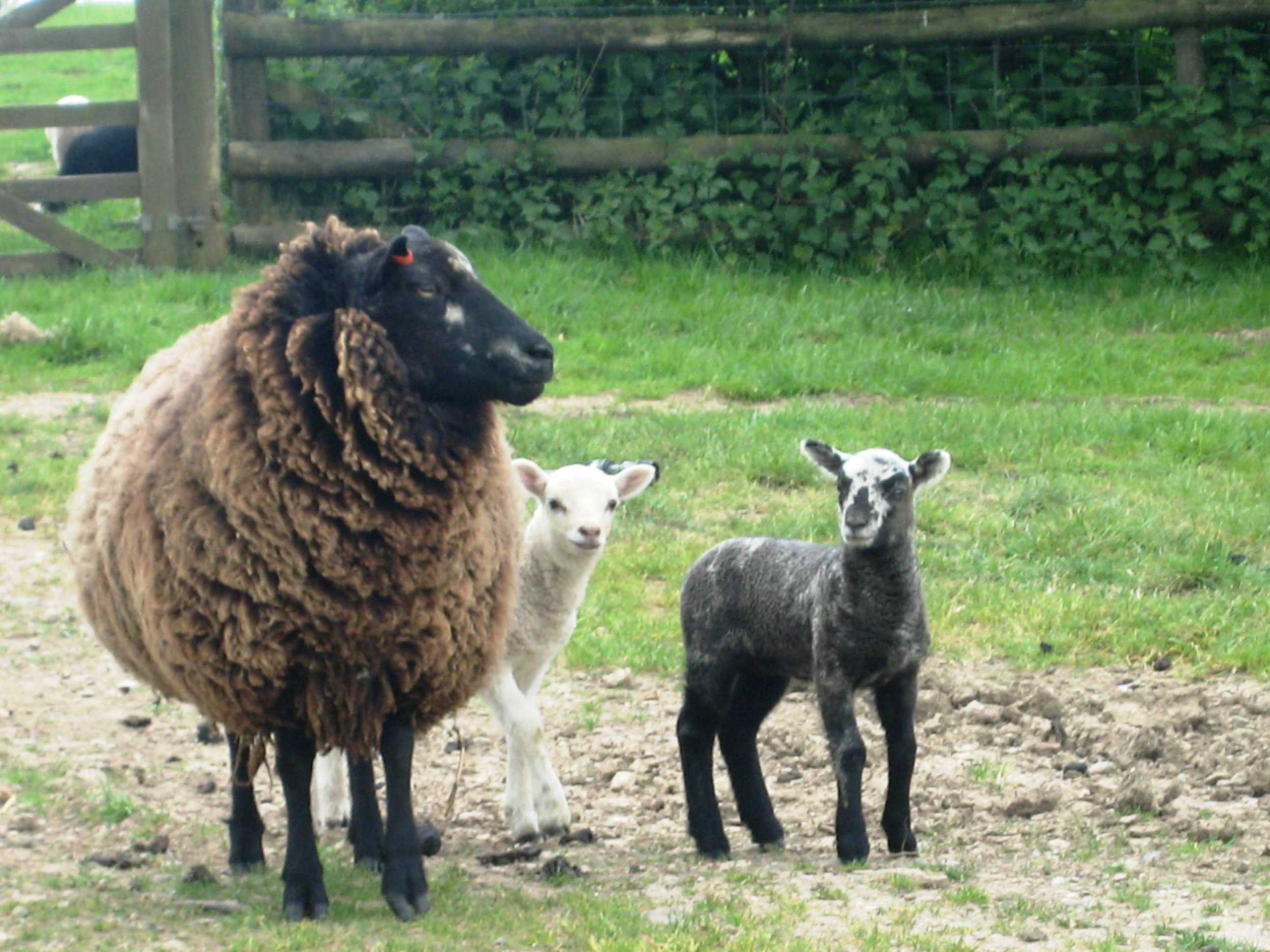IMG_0748 Sheep & lambs.JPG