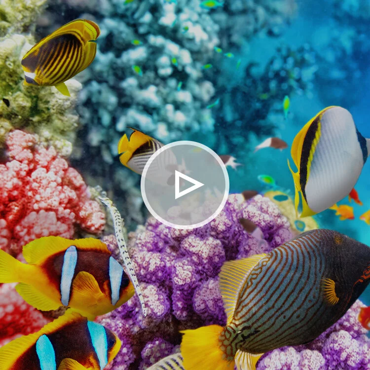 Prospect Health video