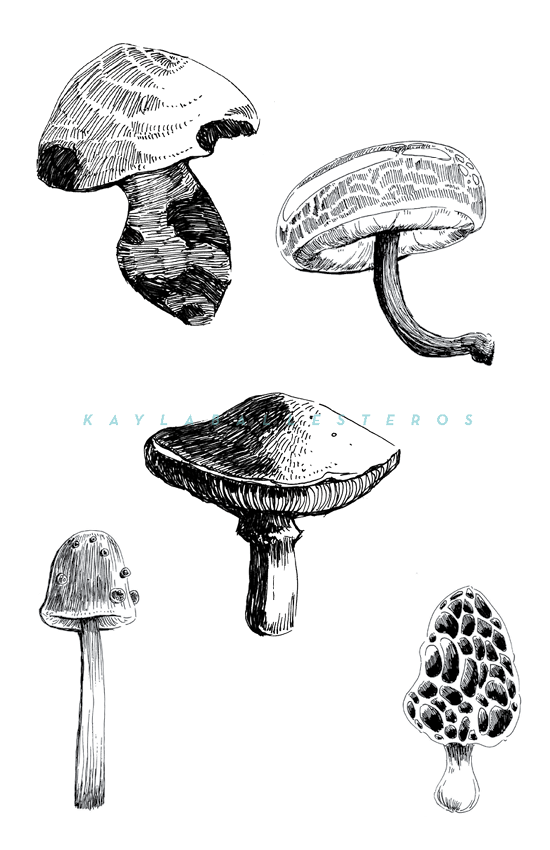 4.25 X 5.5 template plants 2019 WM5.png