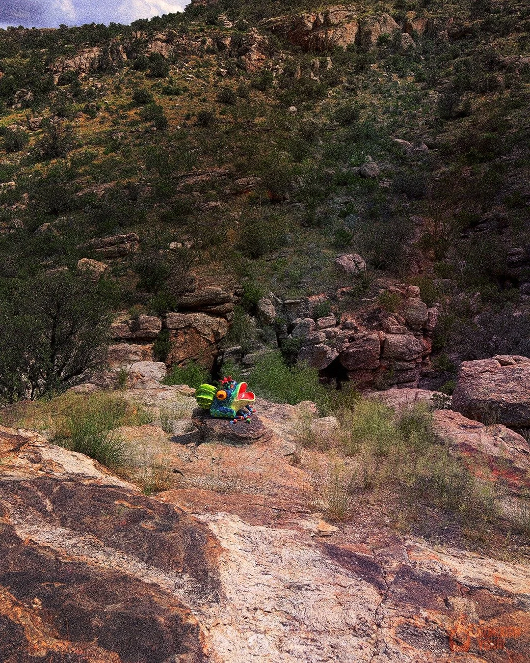 &ldquo;I saw it after it rained the other day. This massive toad emerging from a puddle and sat there on this rock like it had been waiting for the storm. 
🐸 🌧️
 #CryptidSighting #SonoranToad #MonsoonMystery #Arizona 
#DesertCryptid #Mystery  #Cryp