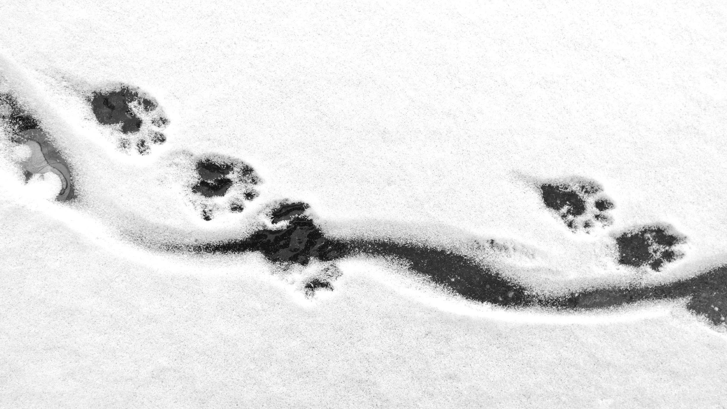 One Who Walks in the Snow
