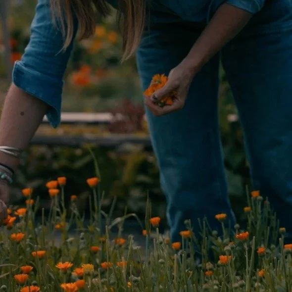 Big congrats to my friend Blaine Pearson on officially launching @whitedog.flowers in Mulmur. Another awesome woman change maker in our midst.

Blaine has been working toward this for a while, so it&rsquo;s great to see it up and running. Locally gro
