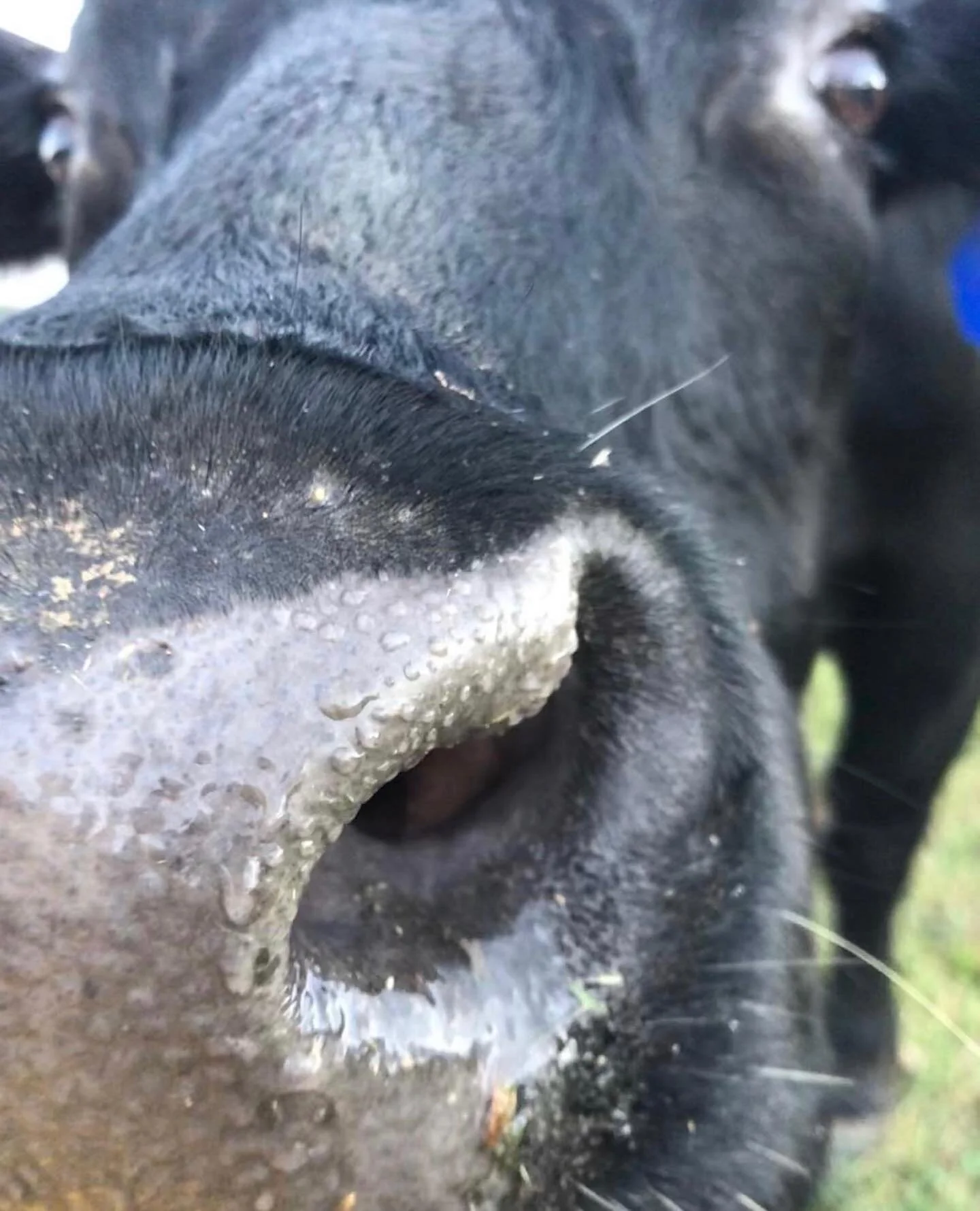 Cow_Closeup