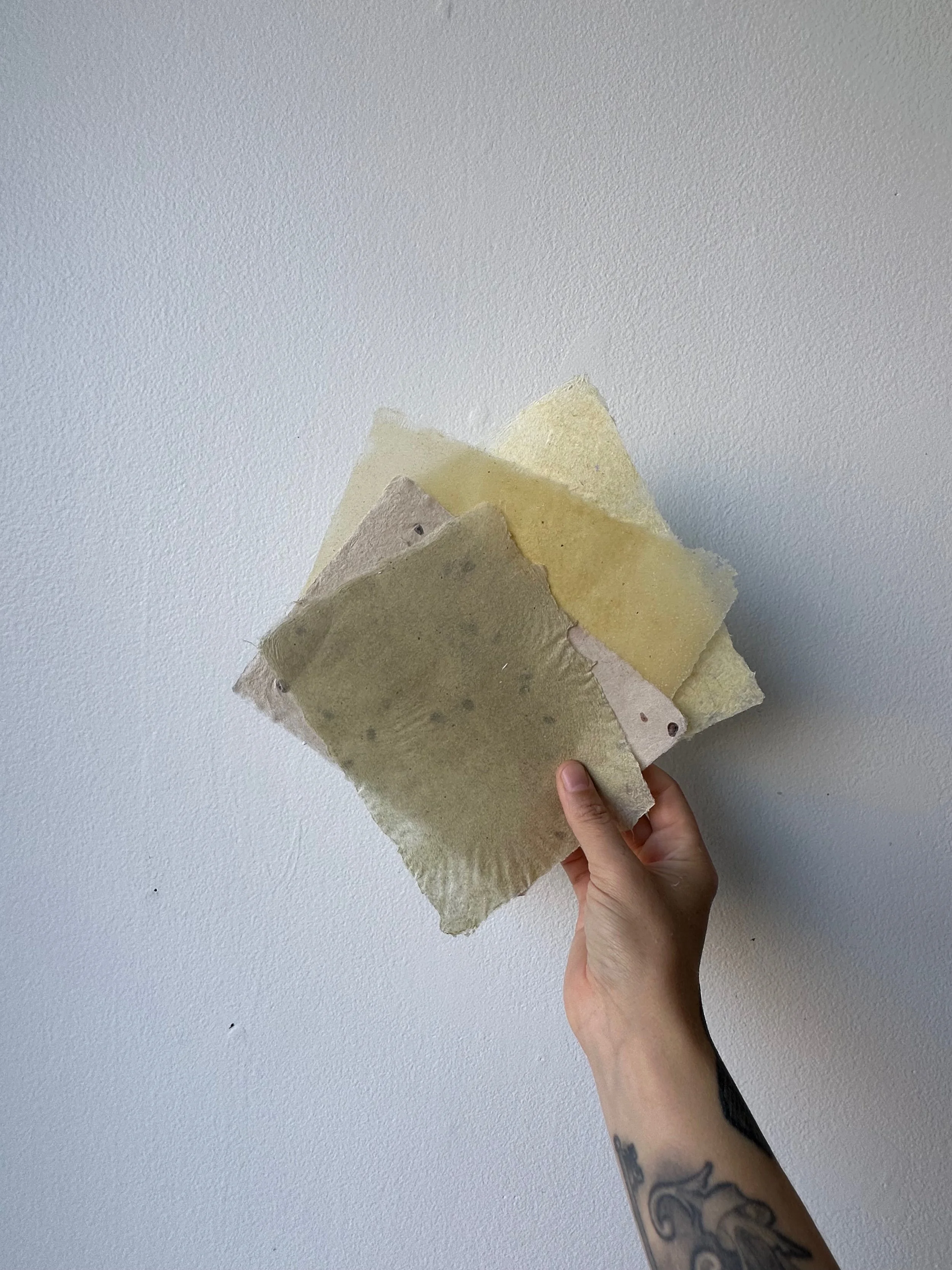milkweed papermakingIMG_2366.jpeg